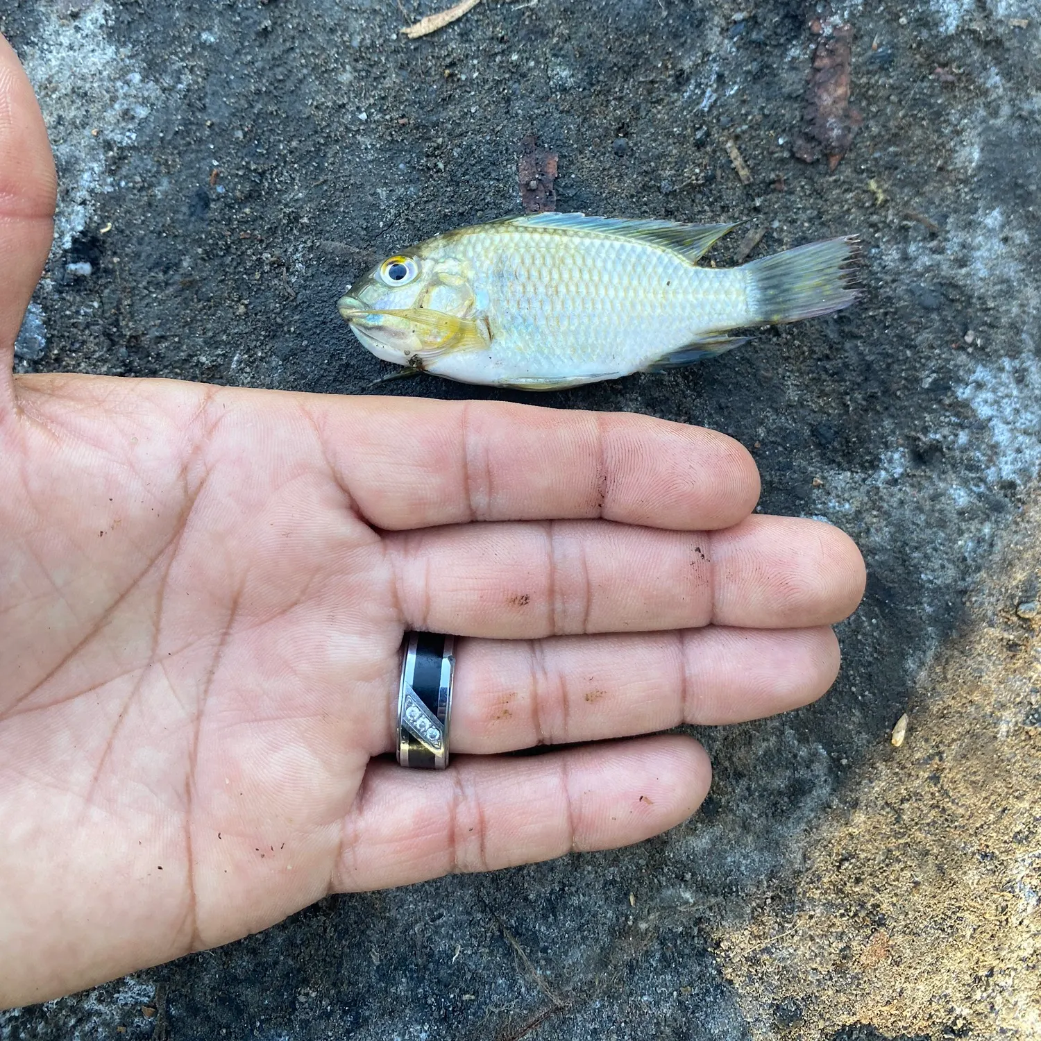 The most recent Blackchin tilapia catches on Fishbrain
