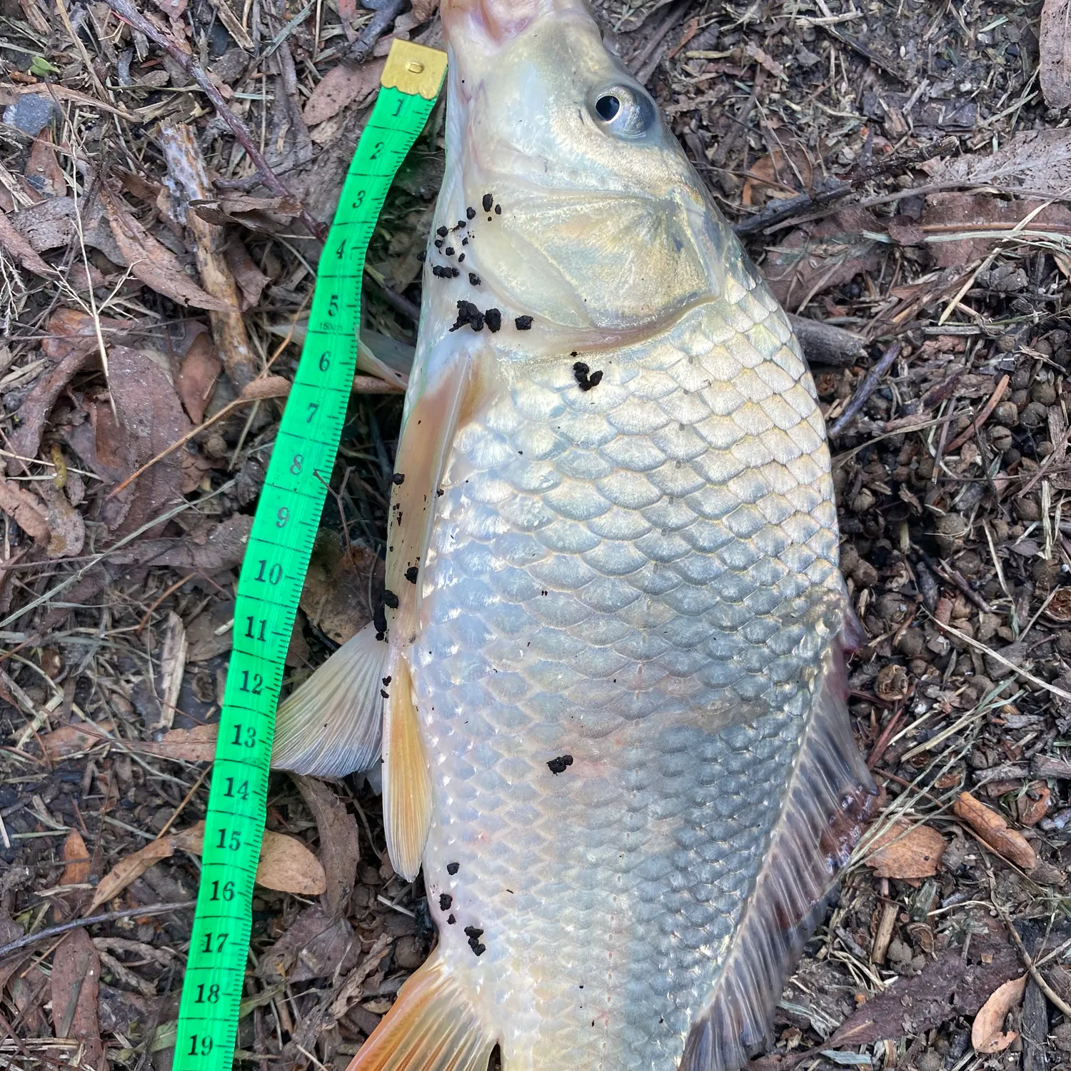 Common carp caught on Fishbrain