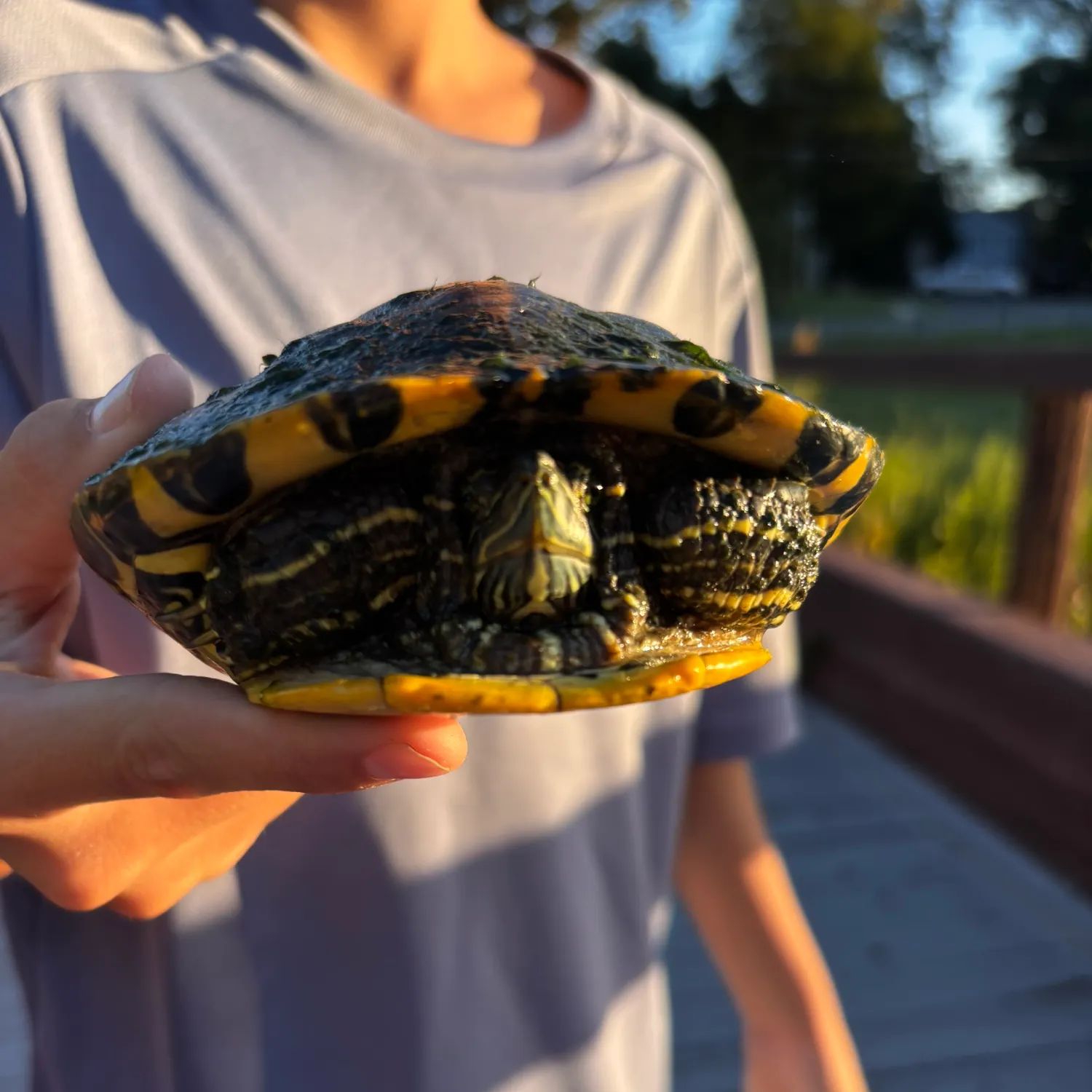 Pond slider turtle caught on Fishbrain
