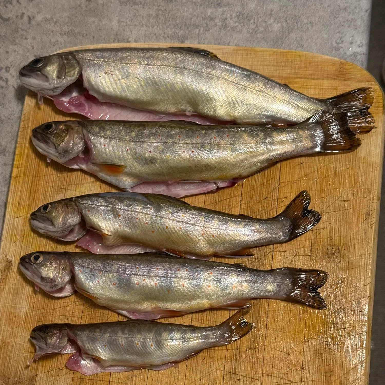 recently logged catches