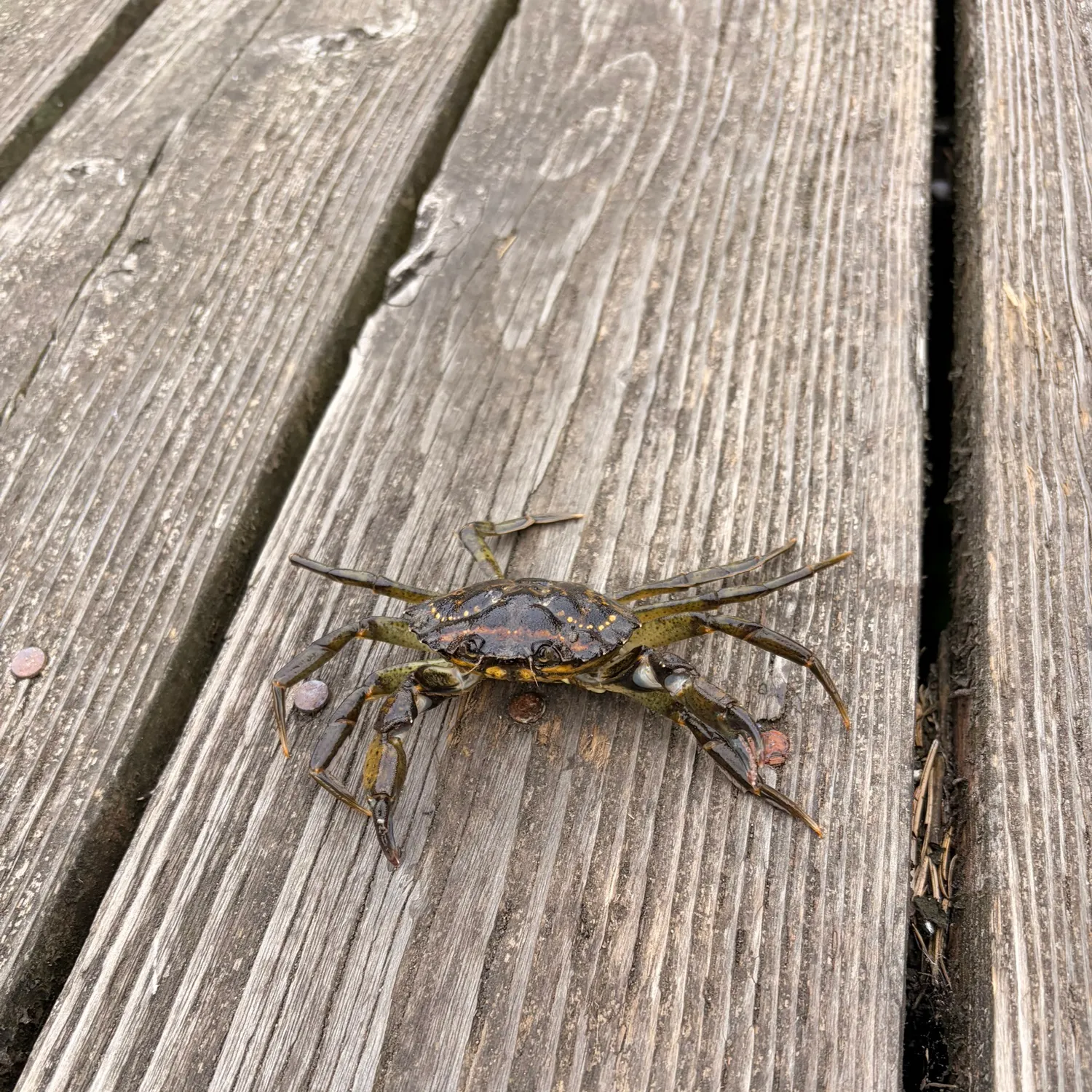 Asian shore crab caught on Fishbrain