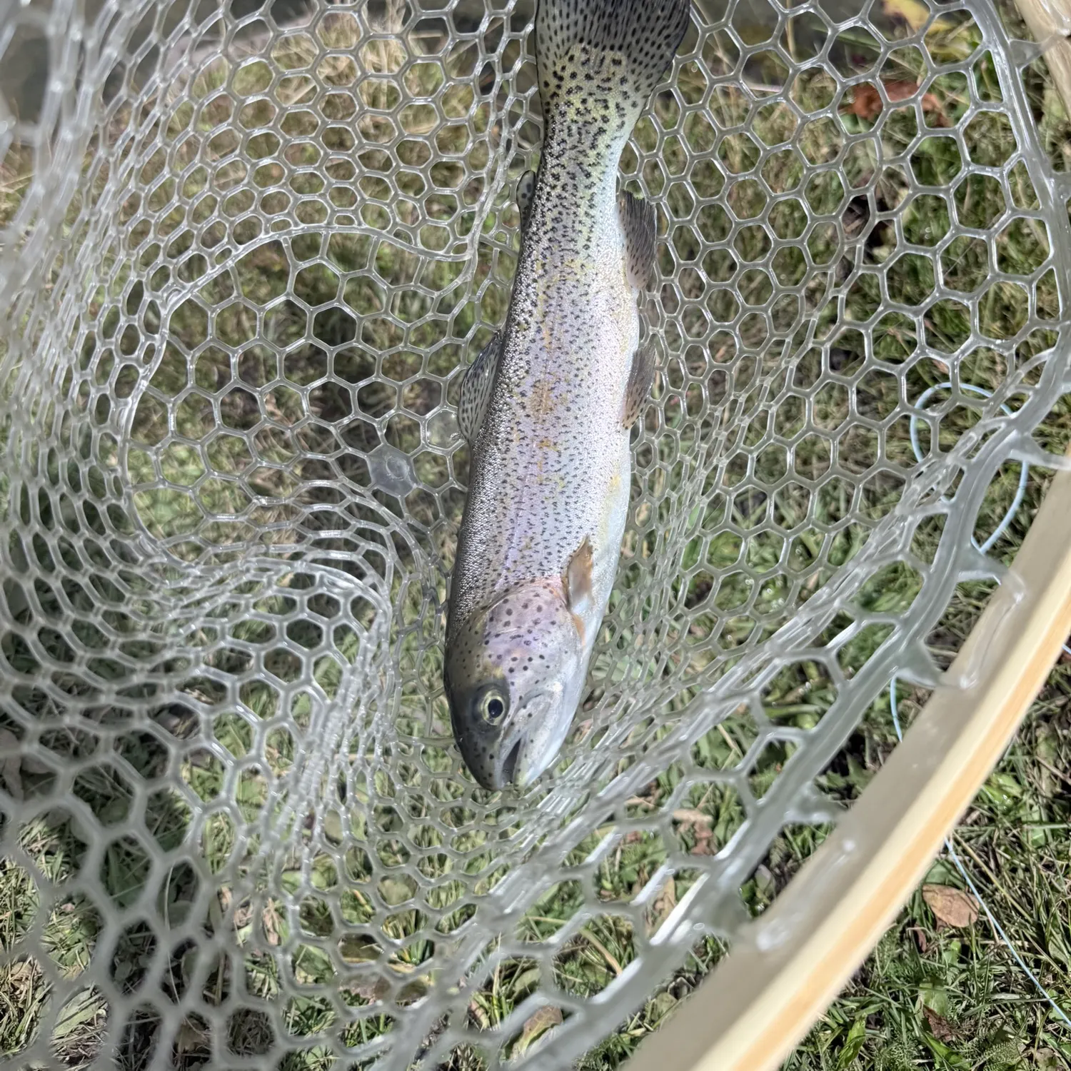Rainbow trout caught on Fishbrain