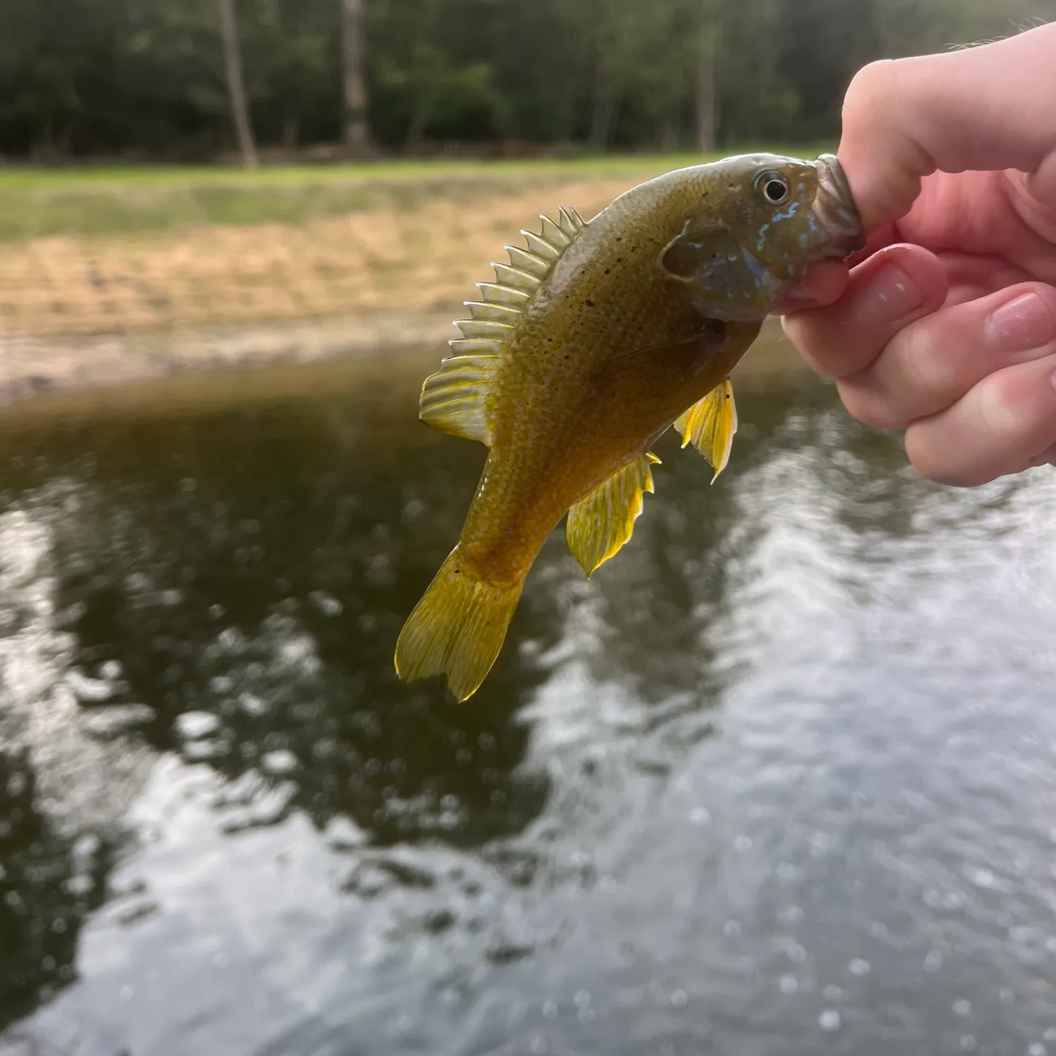 Green sunfish caught on Fishbrain