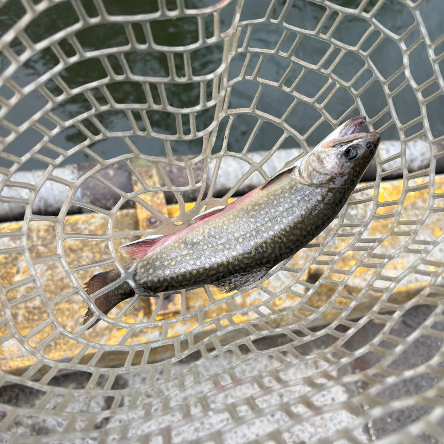 The most recent Brook trout catches on Fishbrain