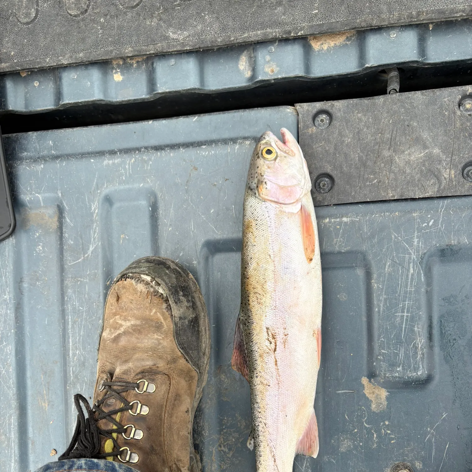Rainbow trout caught on Fishbrain