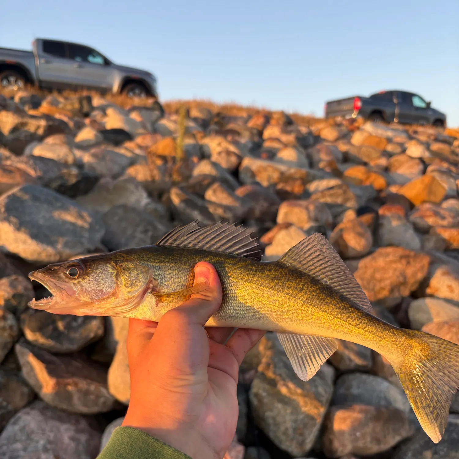 Walleye caught on Fishbrain