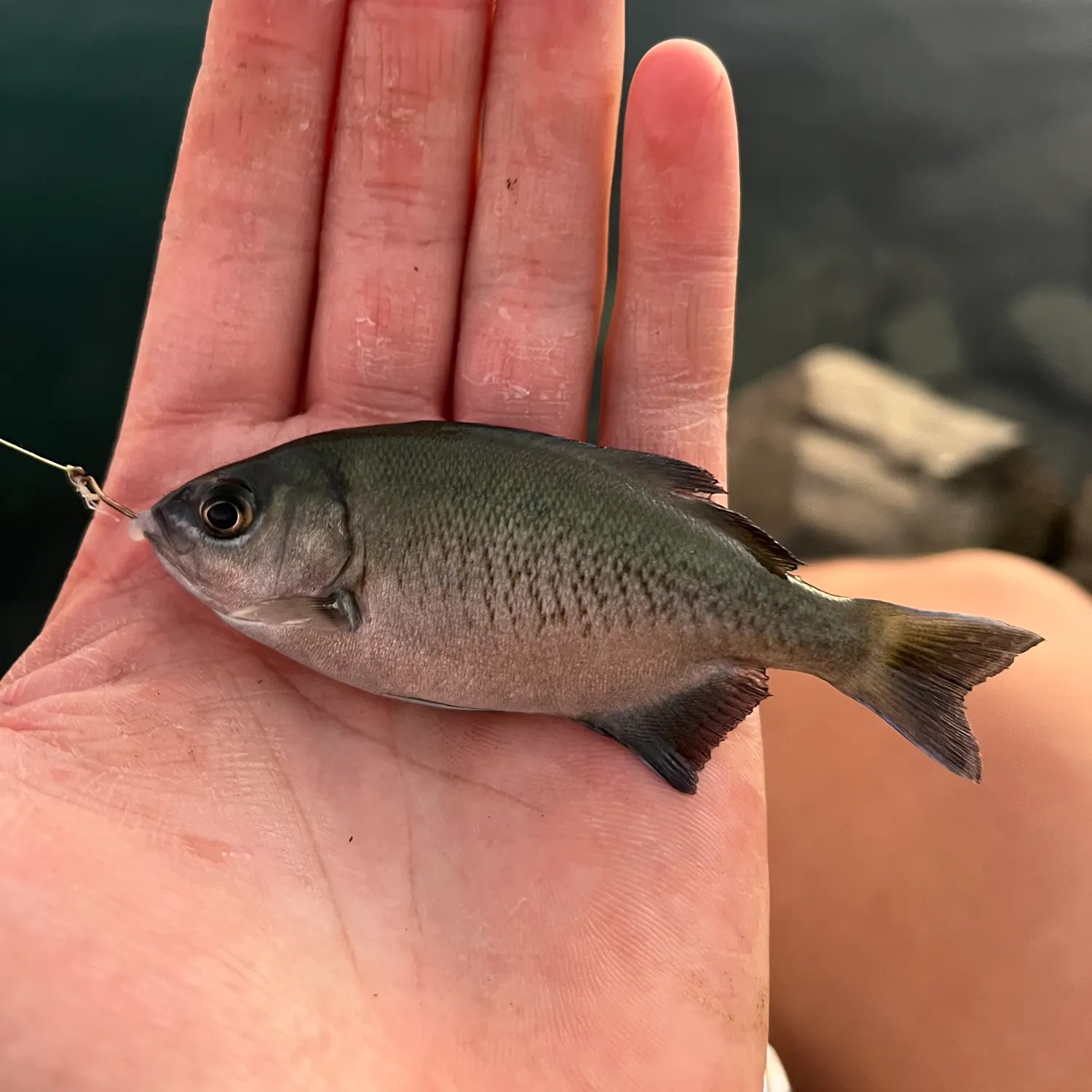 The most recent Halfmoon catches on Fishbrain