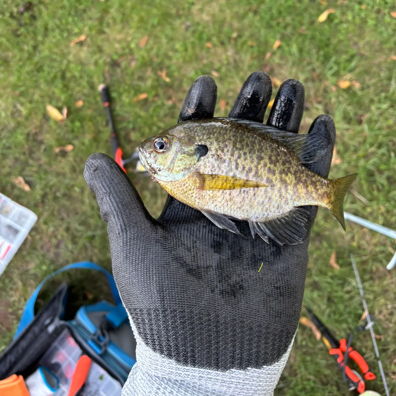 Bluegill caught on Fishbrain