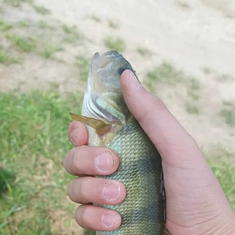 European perch caught on Fishbrain