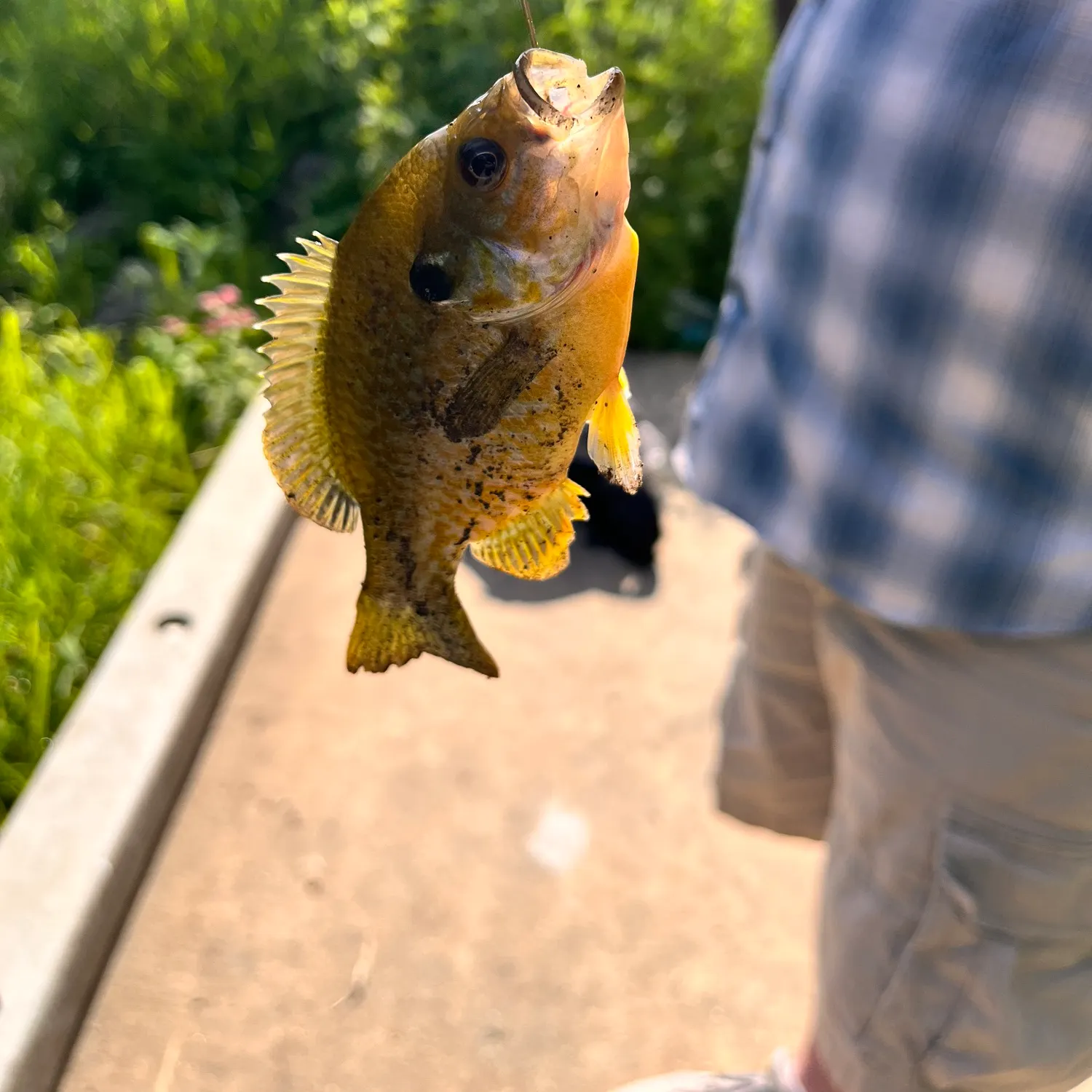 The most recent Pumpkingill hybrid catches on Fishbrain