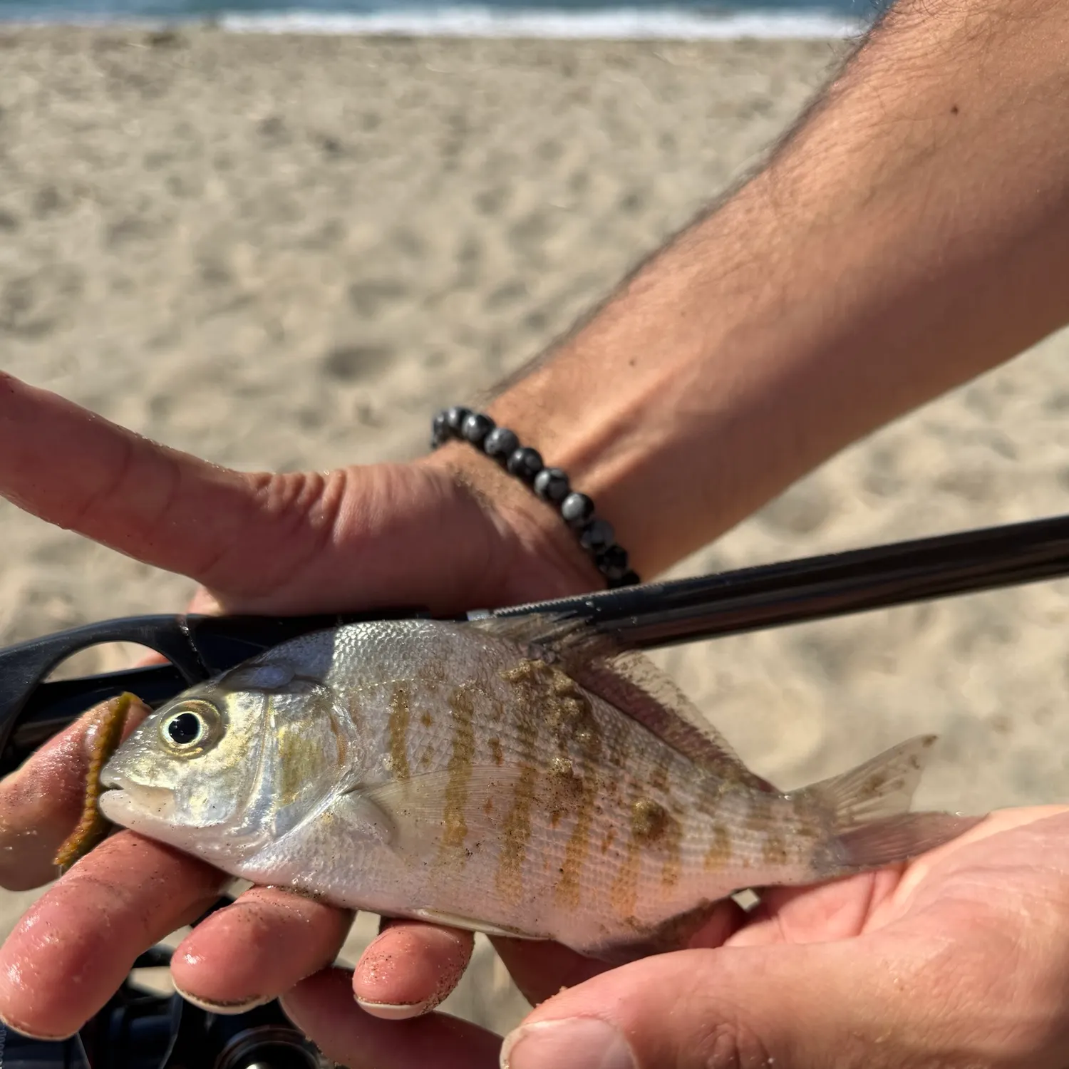 Barred surfperch caught on Fishbrain