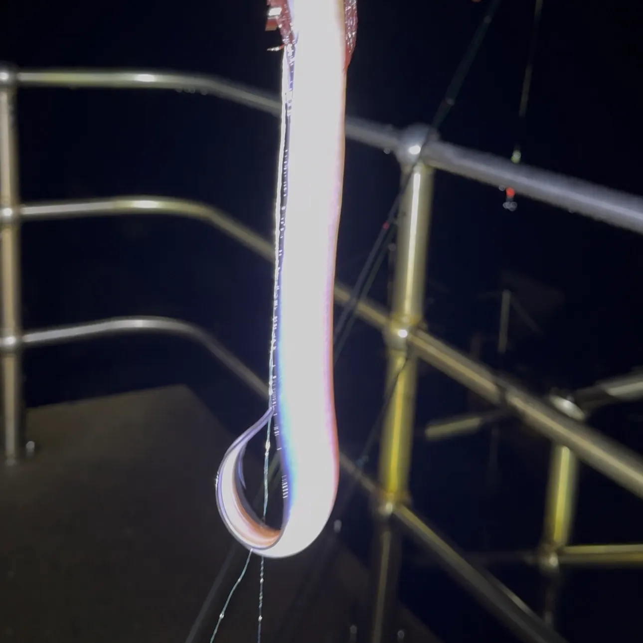 European conger caught on Fishbrain