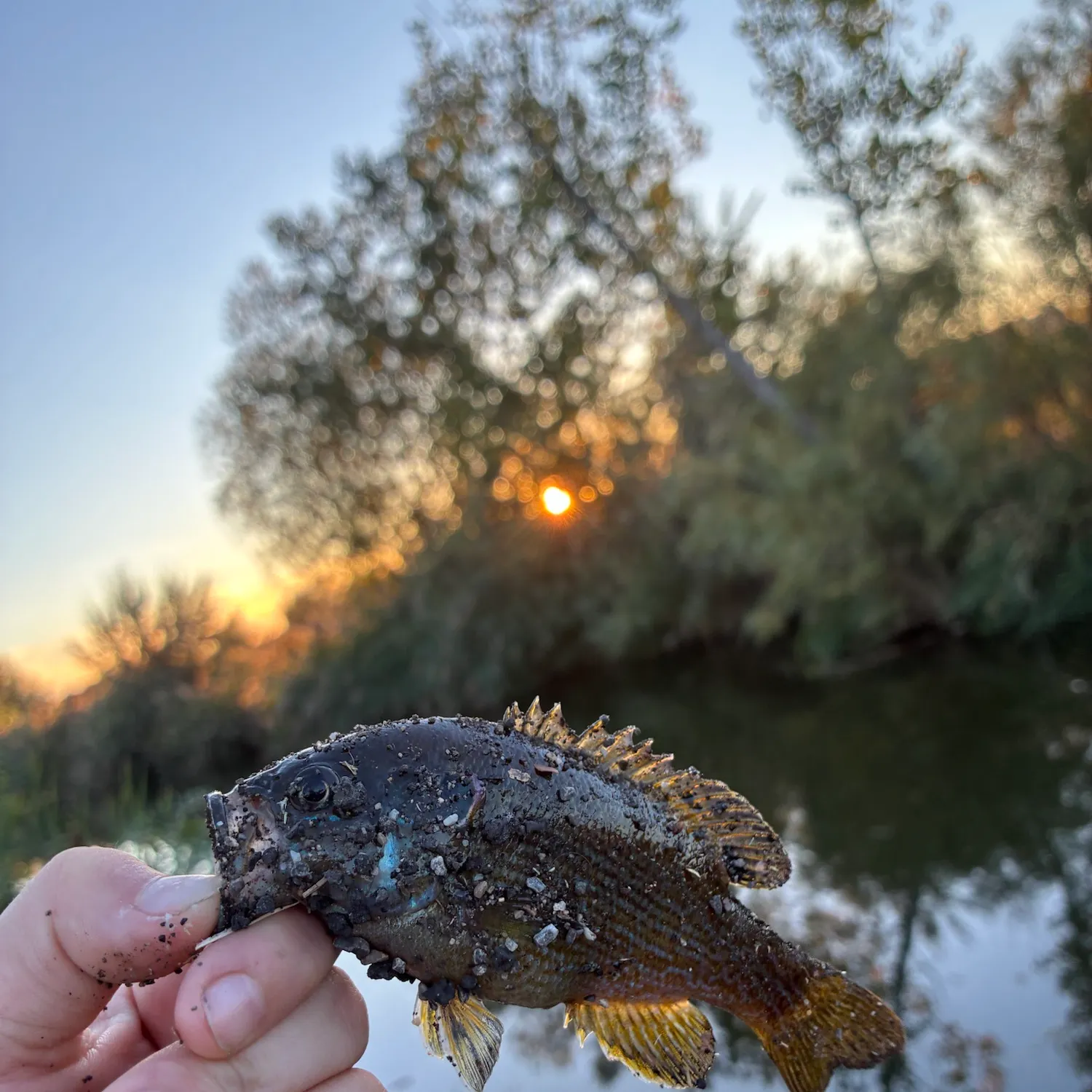 Bluegill caught on Fishbrain