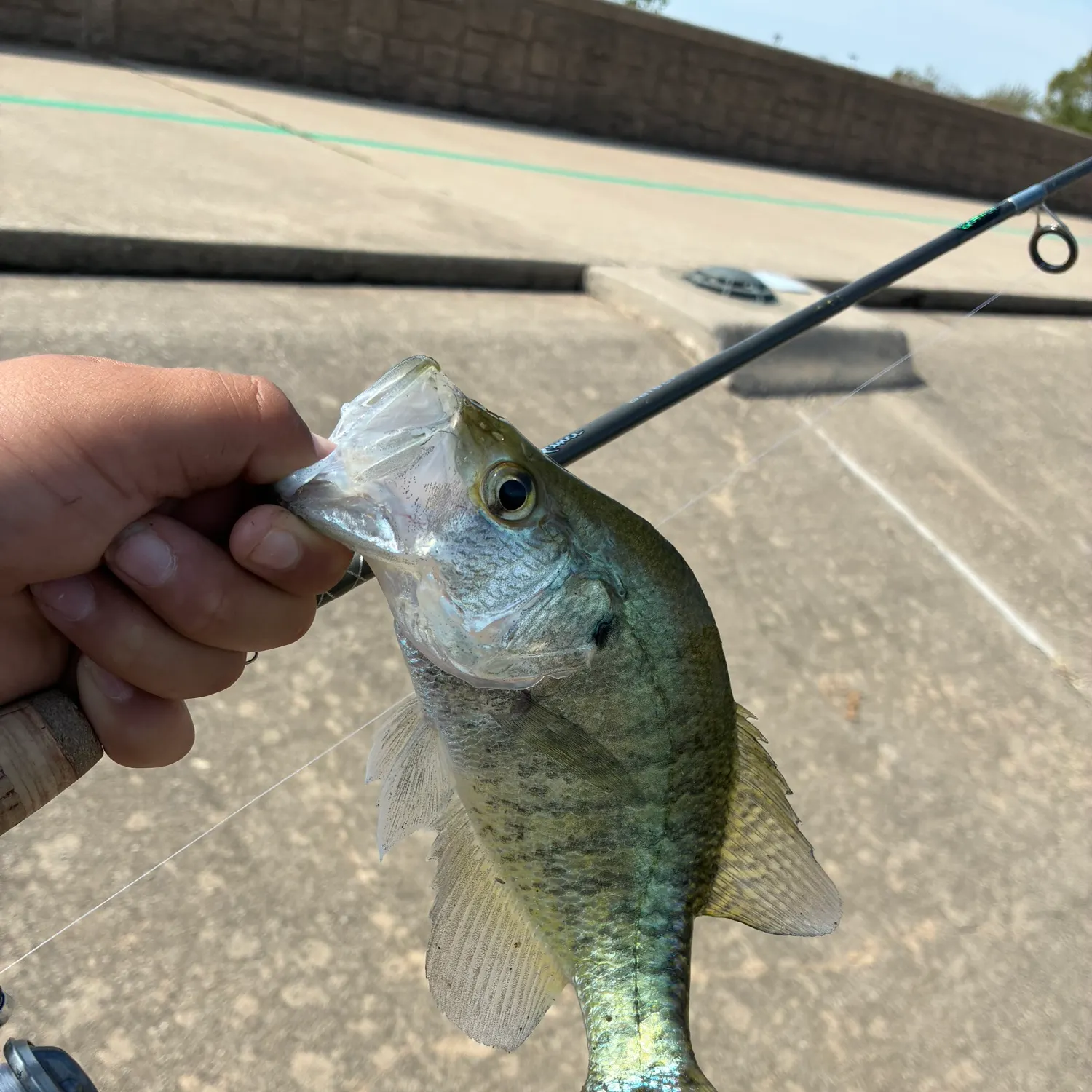 White crappie caught on Fishbrain