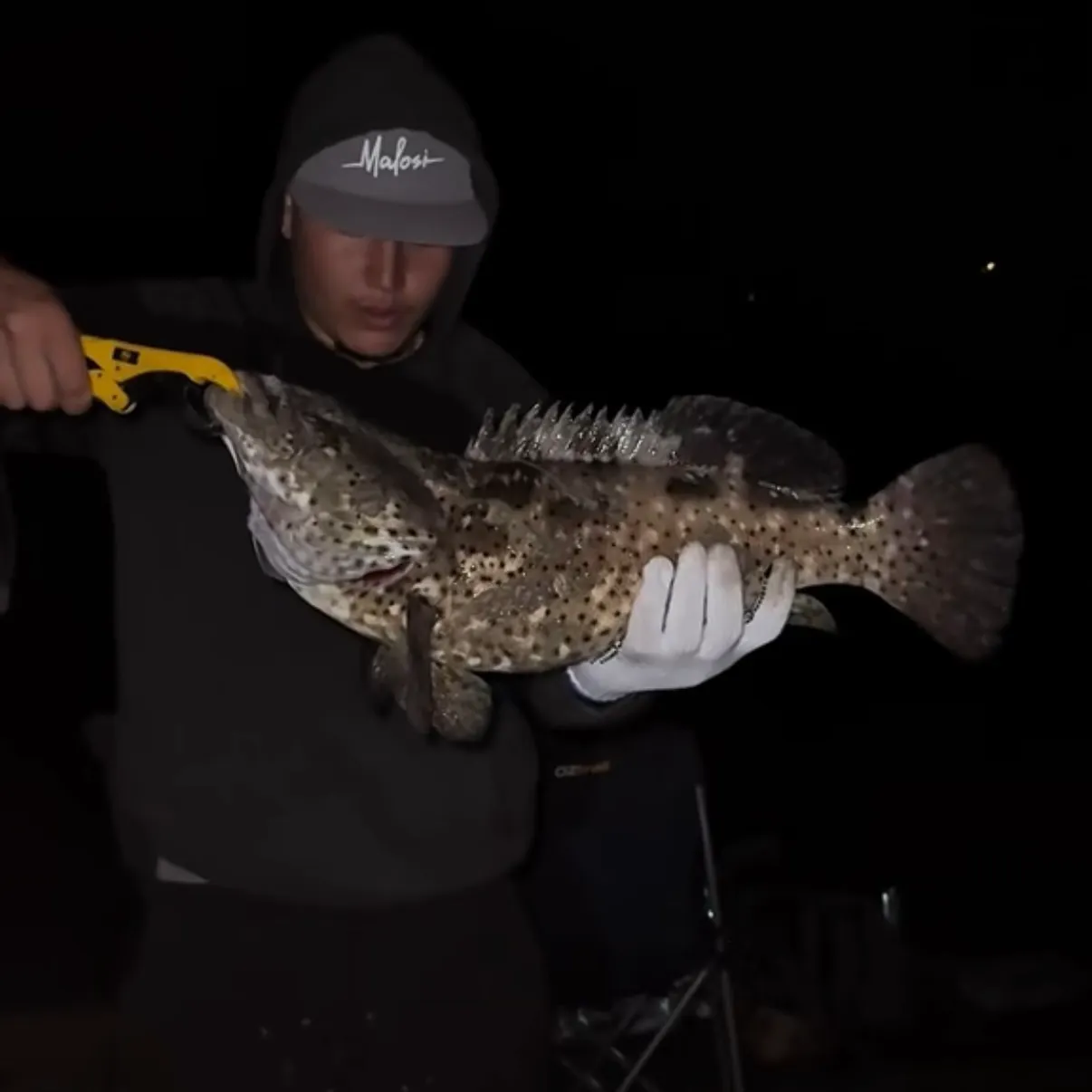 The most recent Greasy grouper catches on Fishbrain