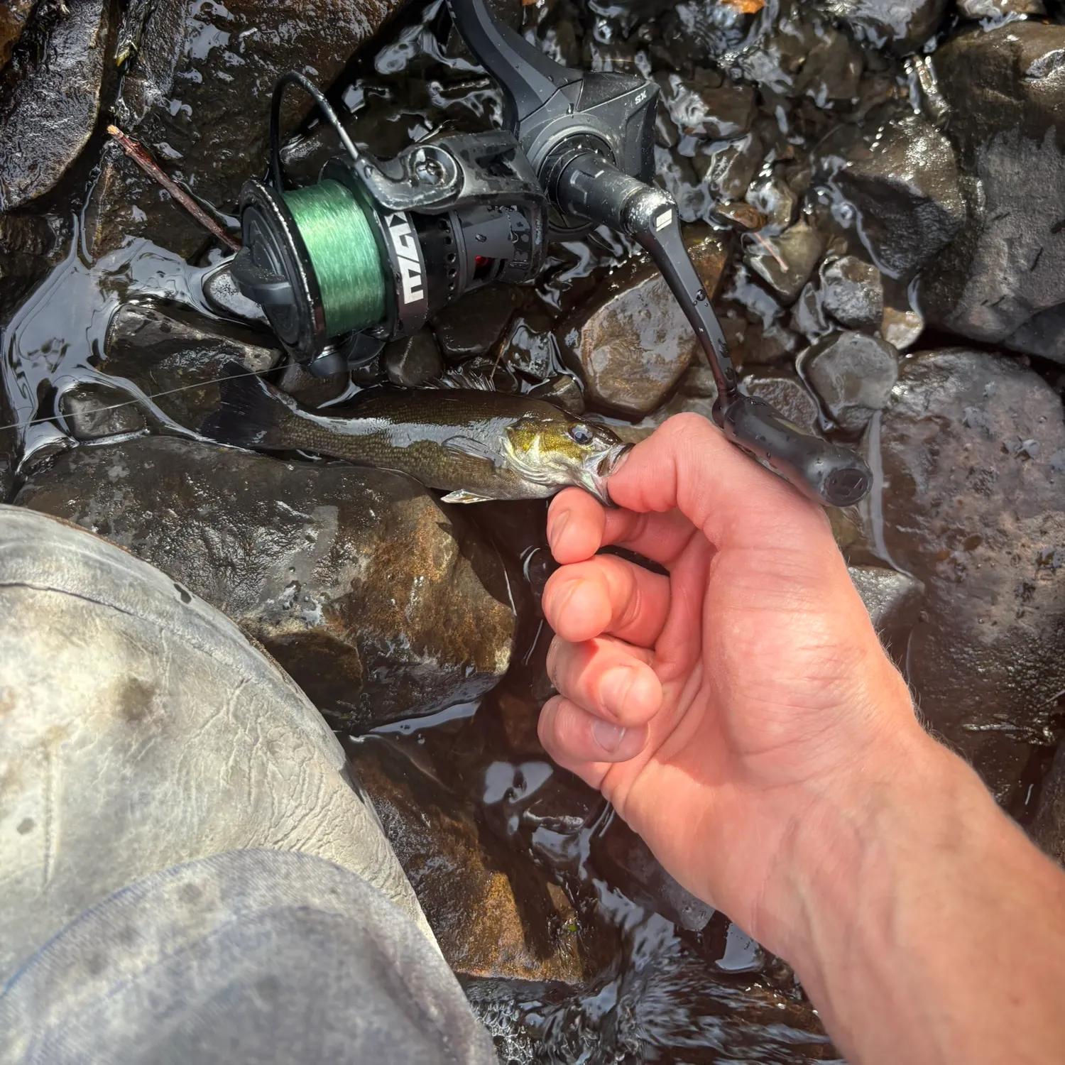 Smallmouth bass caught on Fishbrain