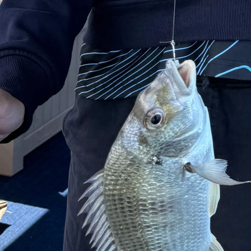 Surf bream caught on Fishbrain
