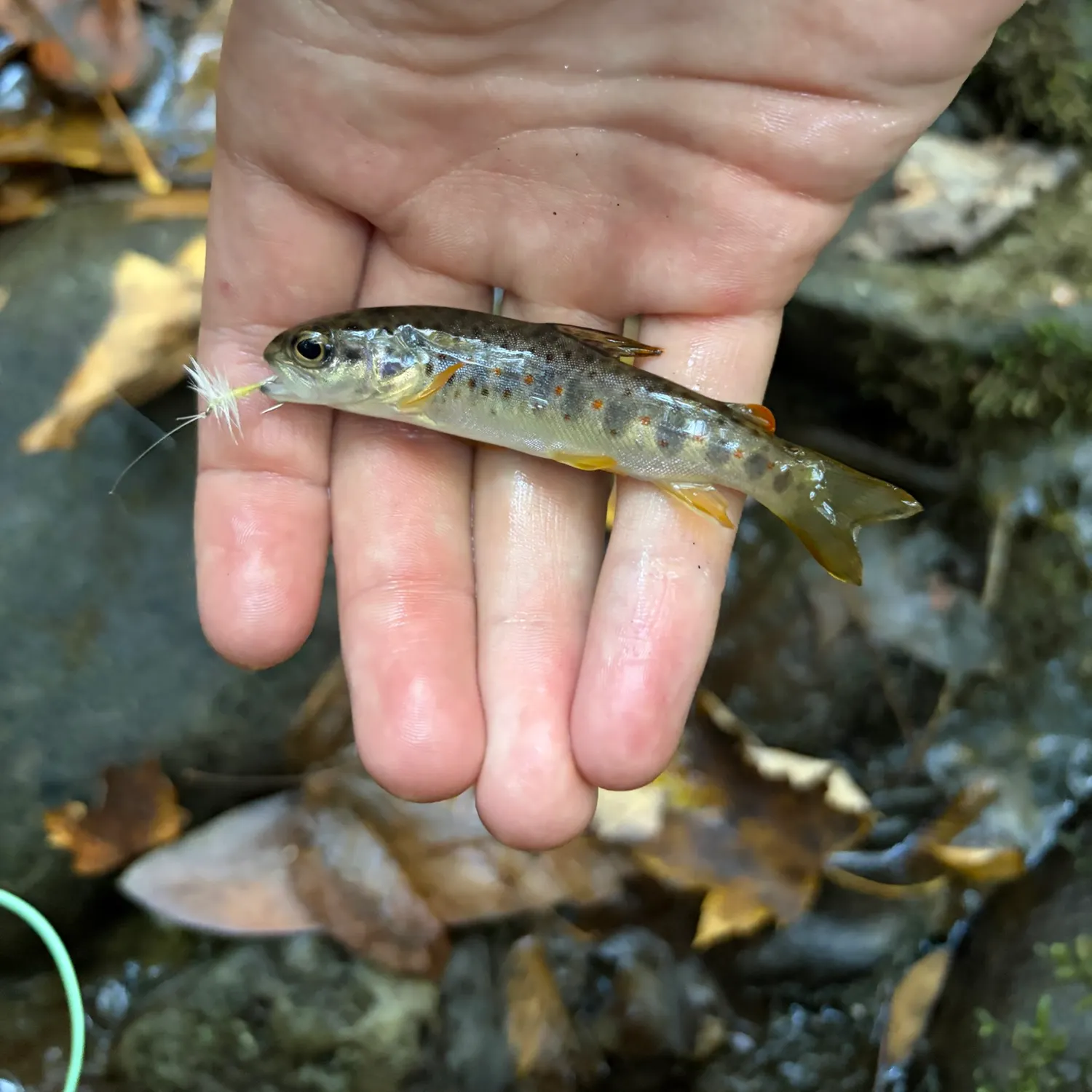 Brook trout caught on Fishbrain
