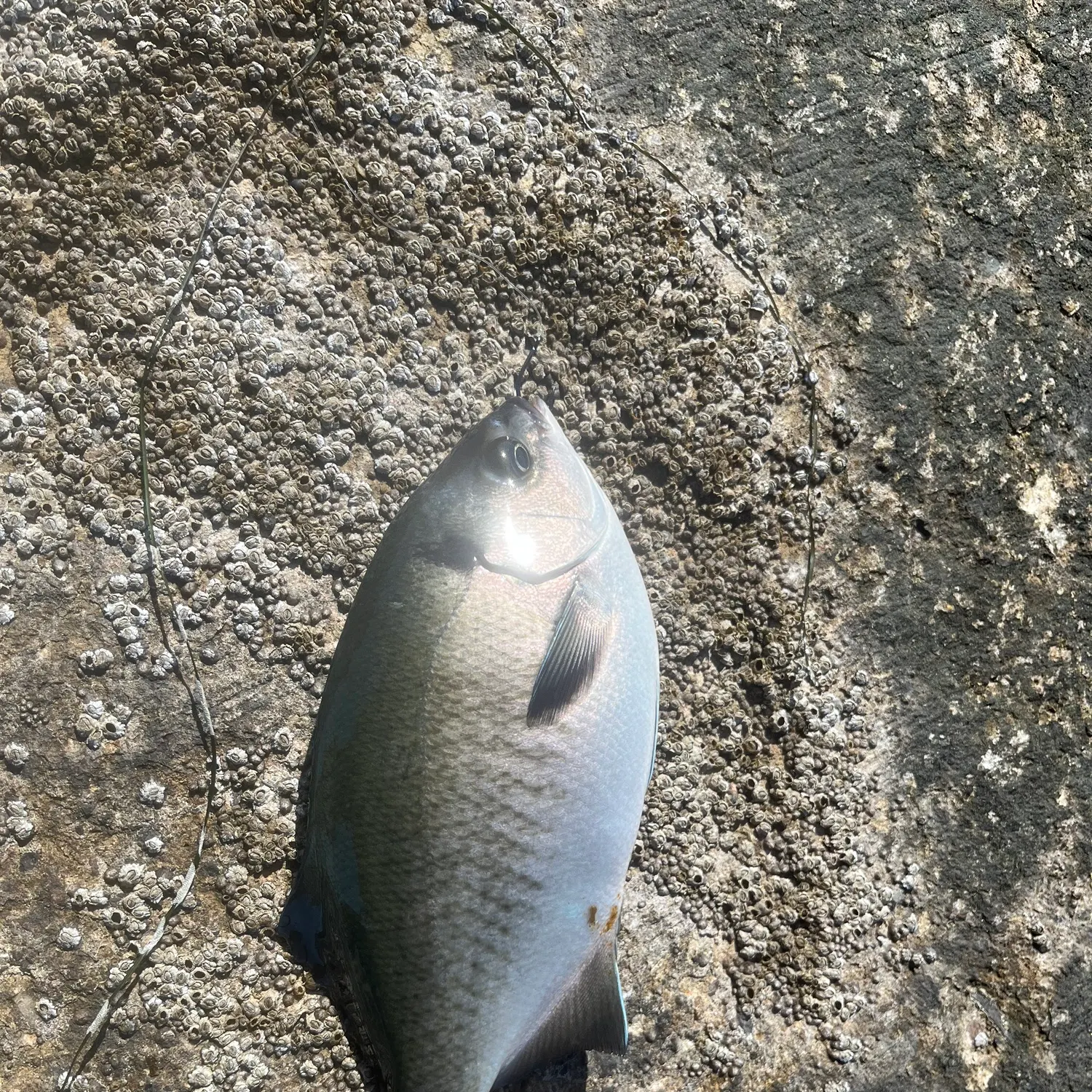 The most recent Halfmoon catches on Fishbrain