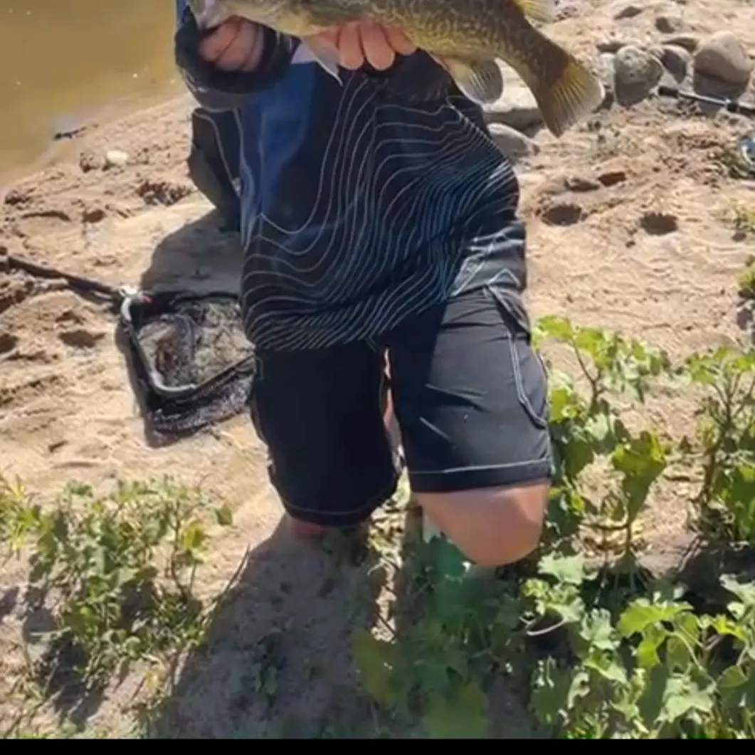 The most recent Murray cod catches on Fishbrain