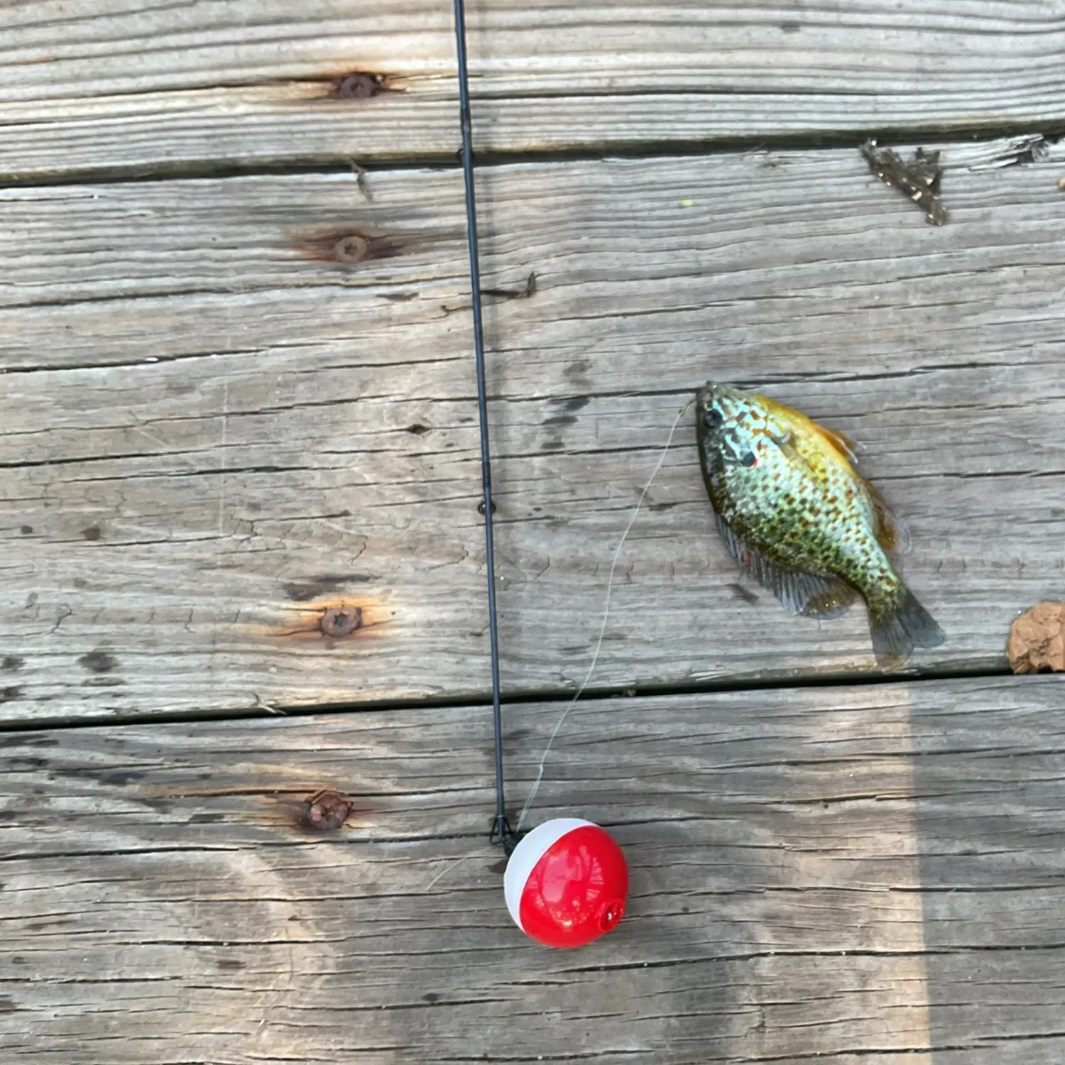 Pumpkinseed caught on Fishbrain