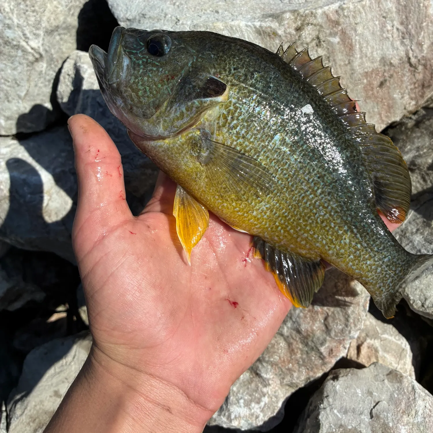 The most recent Pumpkinseed x green sunfish catches on Fishbrain
