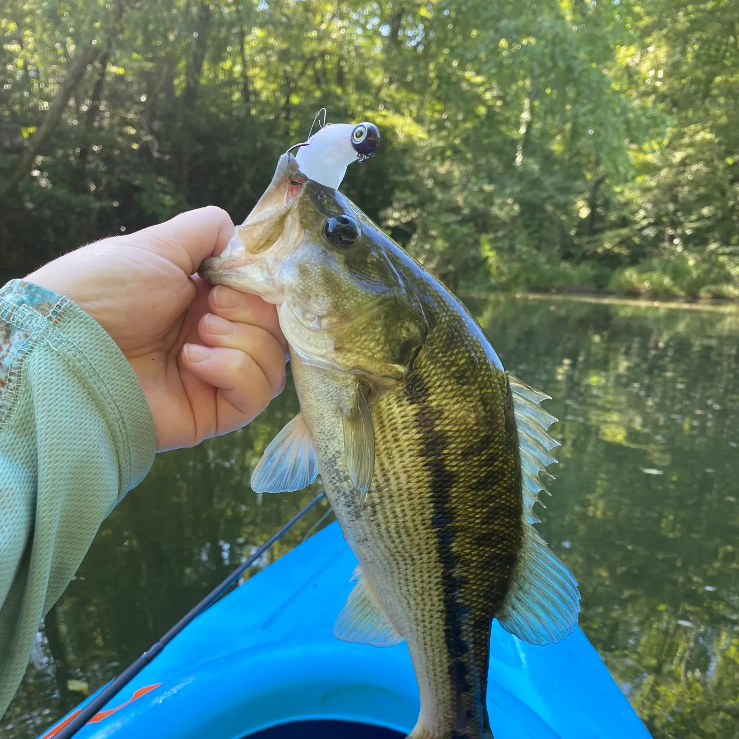 Spotted bass caught on Fishbrain
