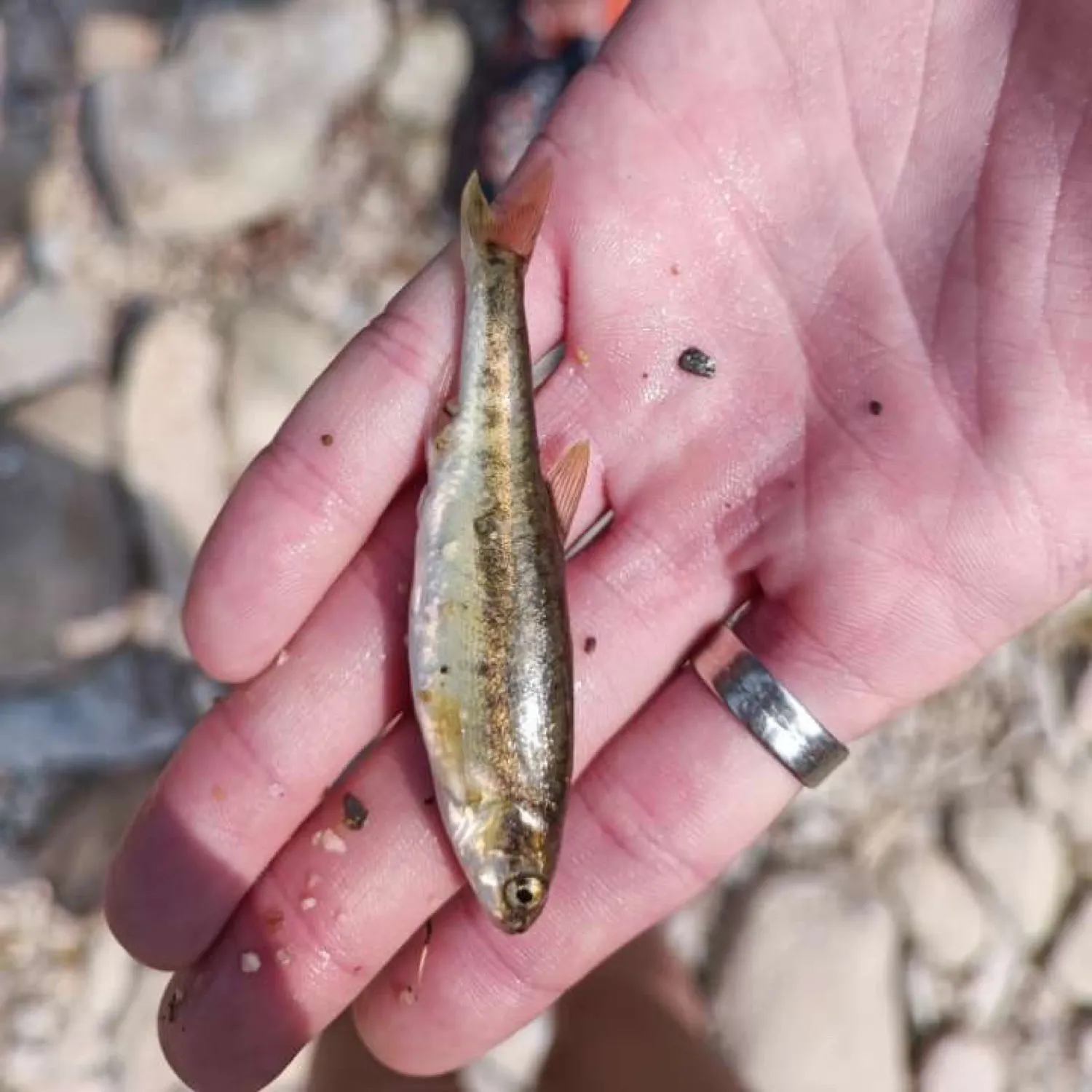 The most recent Phoxinus lagowskii steindachneri catches on Fishbrain