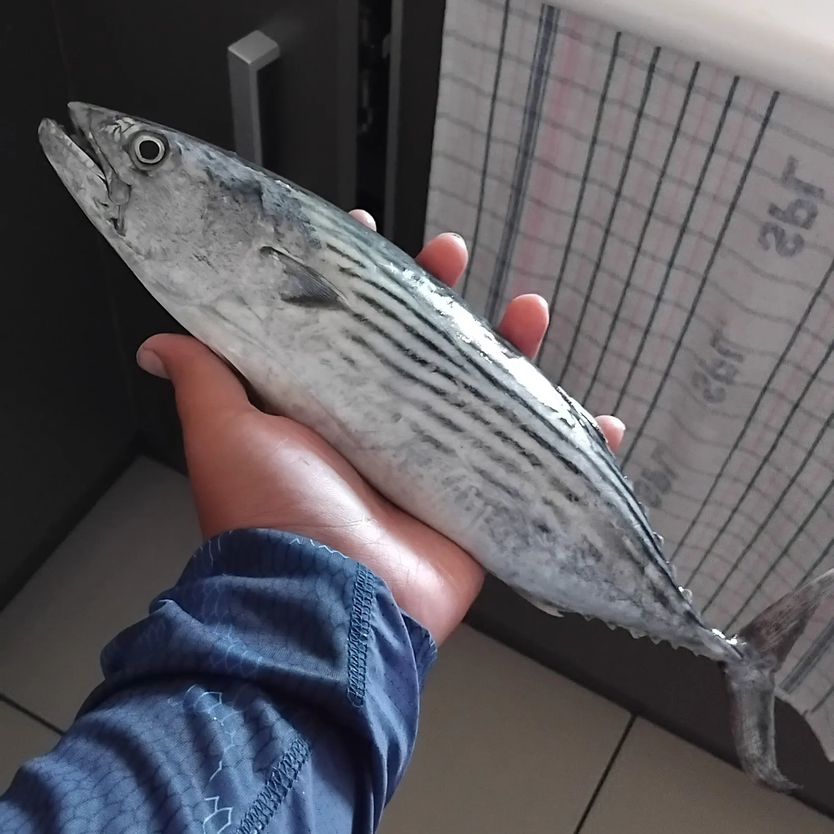 The most recent Striped bonito catches on Fishbrain