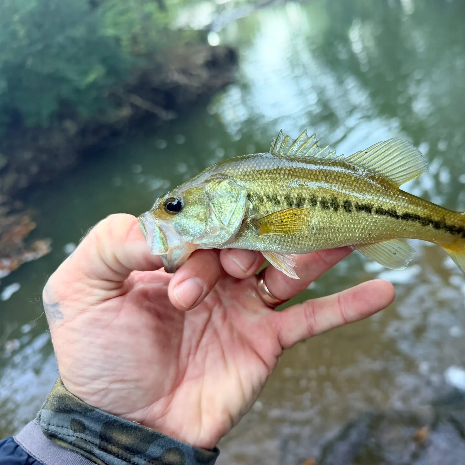 Spotted bass caught on Fishbrain