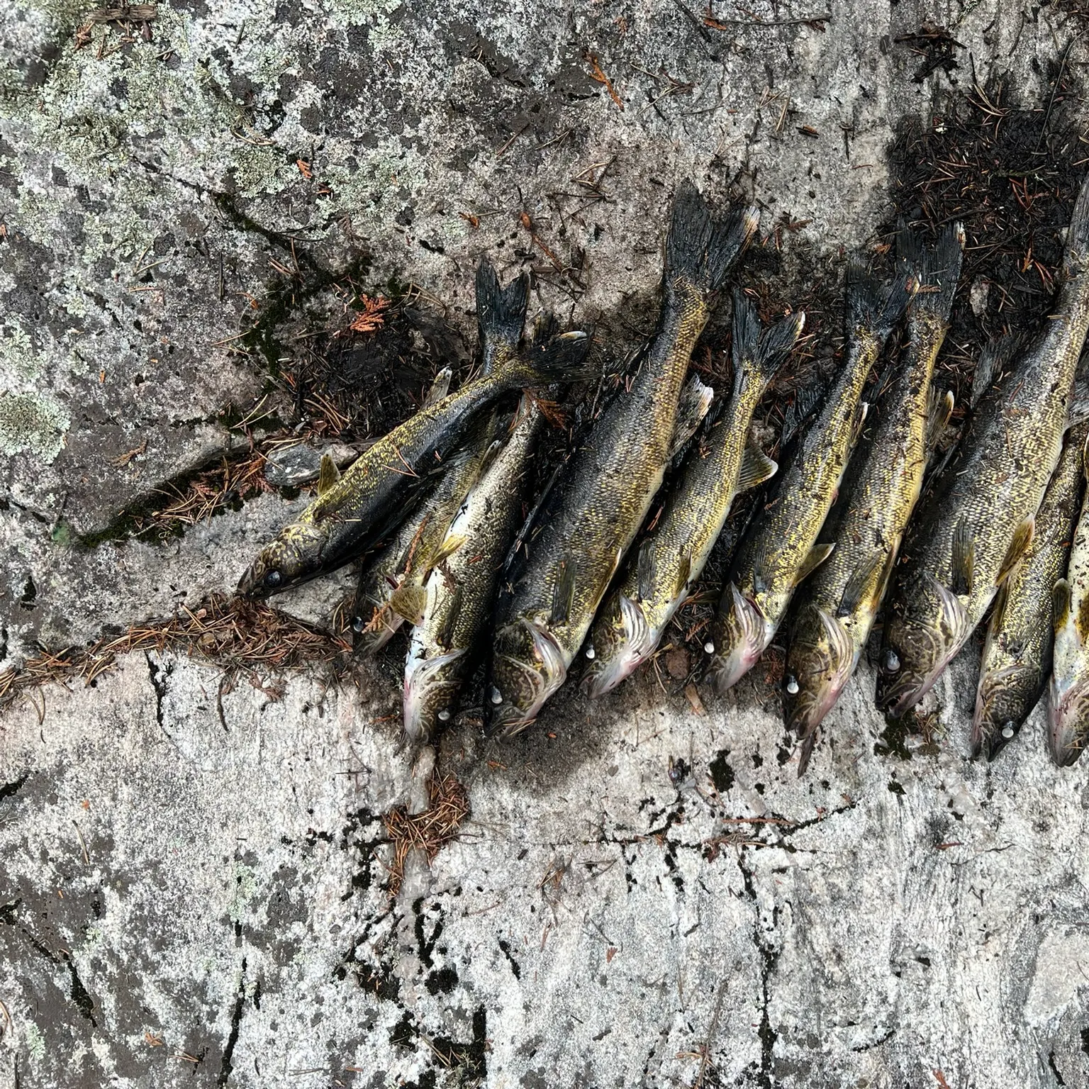 recently logged catches