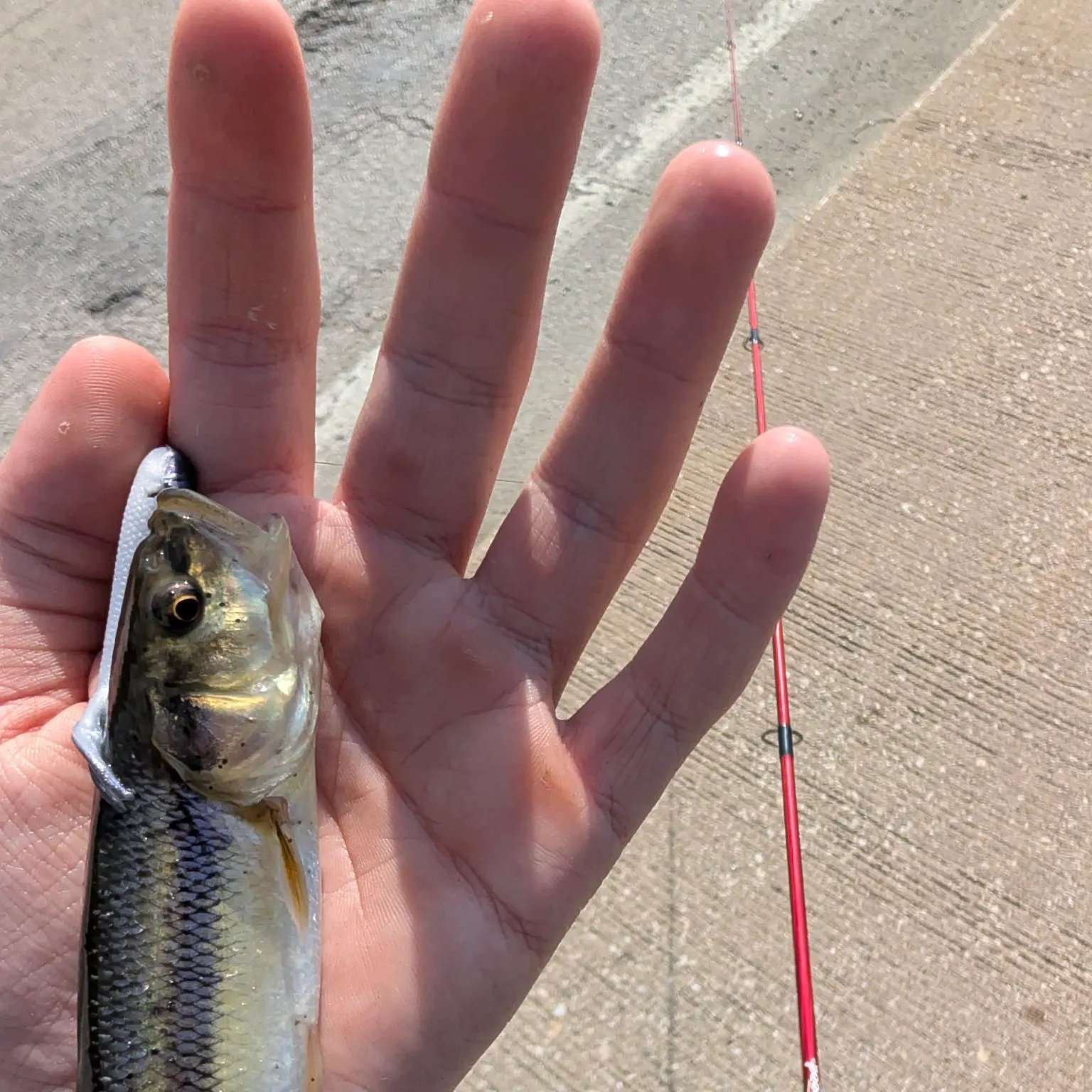 Creek chub caught on Fishbrain