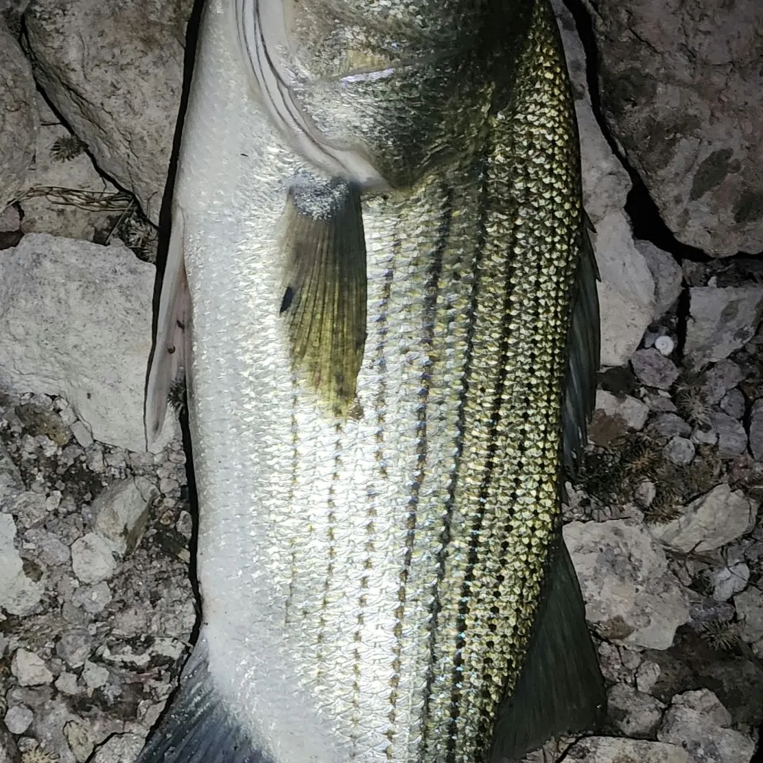 Wiper caught on Fishbrain