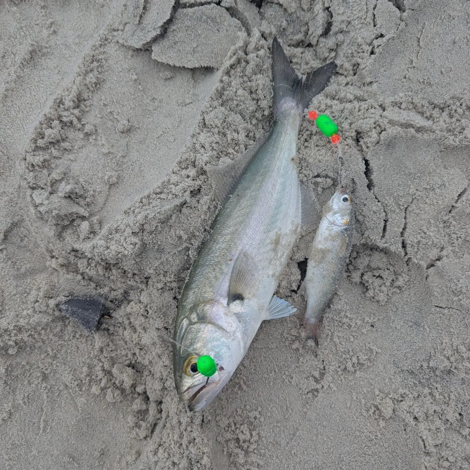Bluefish caught on Fishbrain