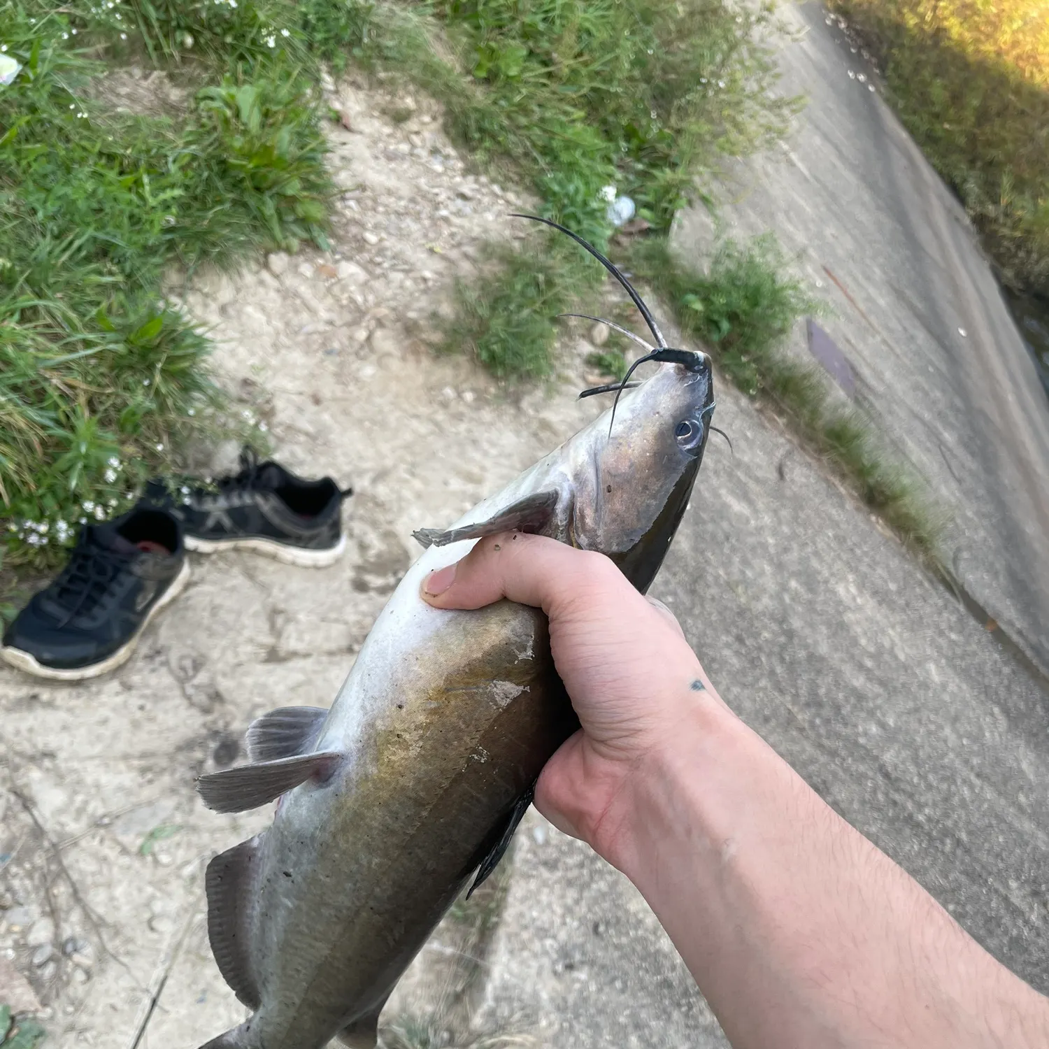 Channel catfish caught on Fishbrain