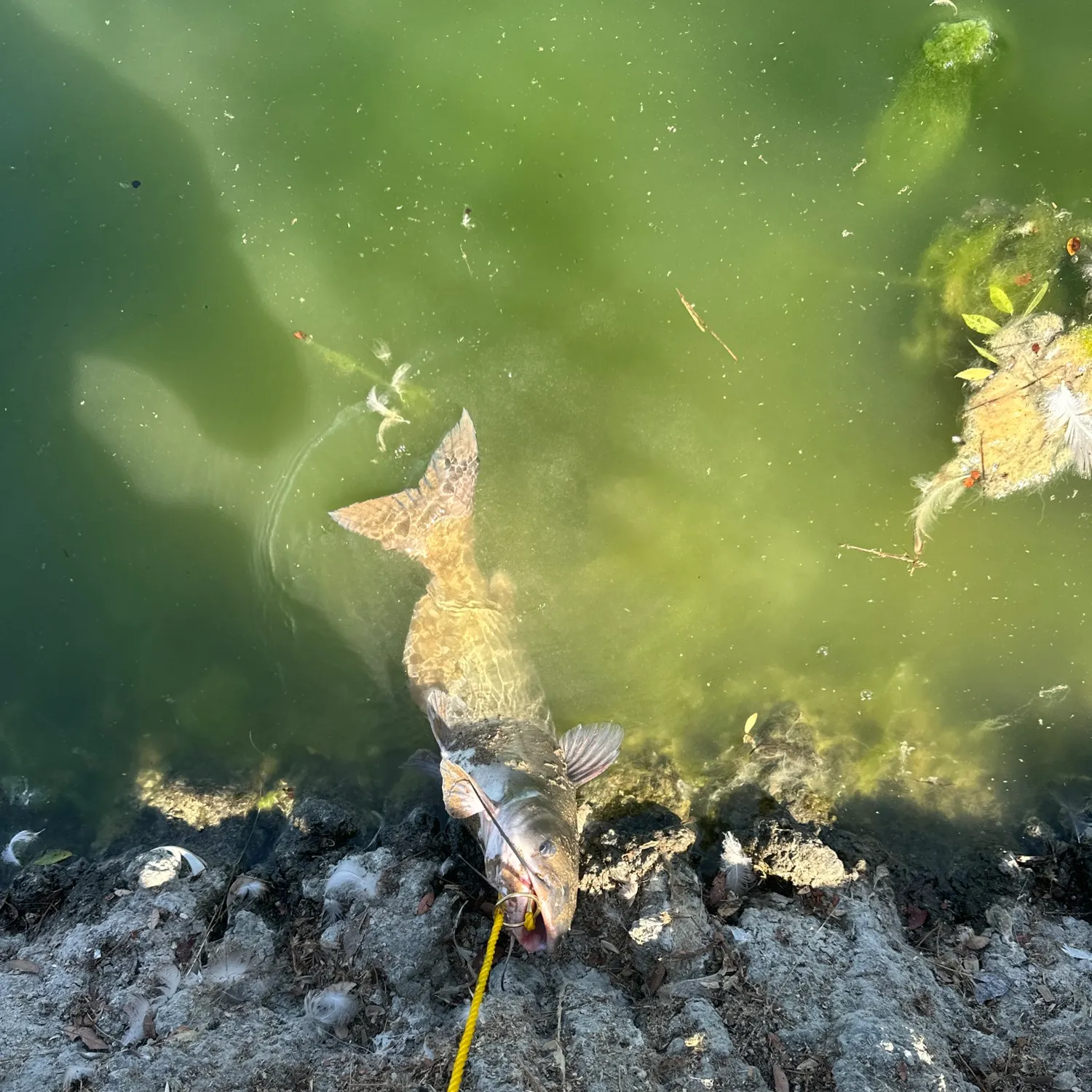 Channel catfish caught on Fishbrain