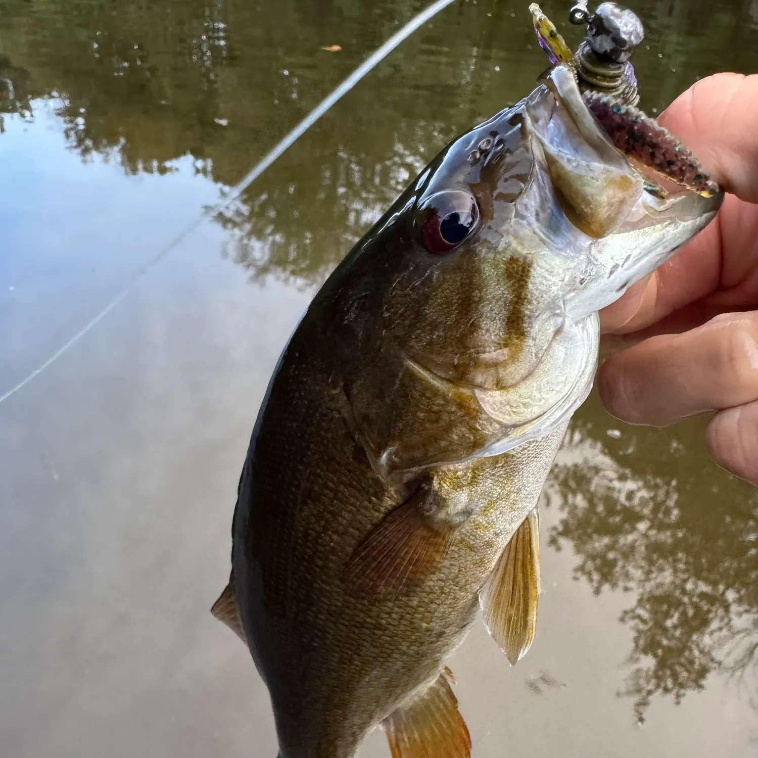 Smallmouth bass caught on Fishbrain