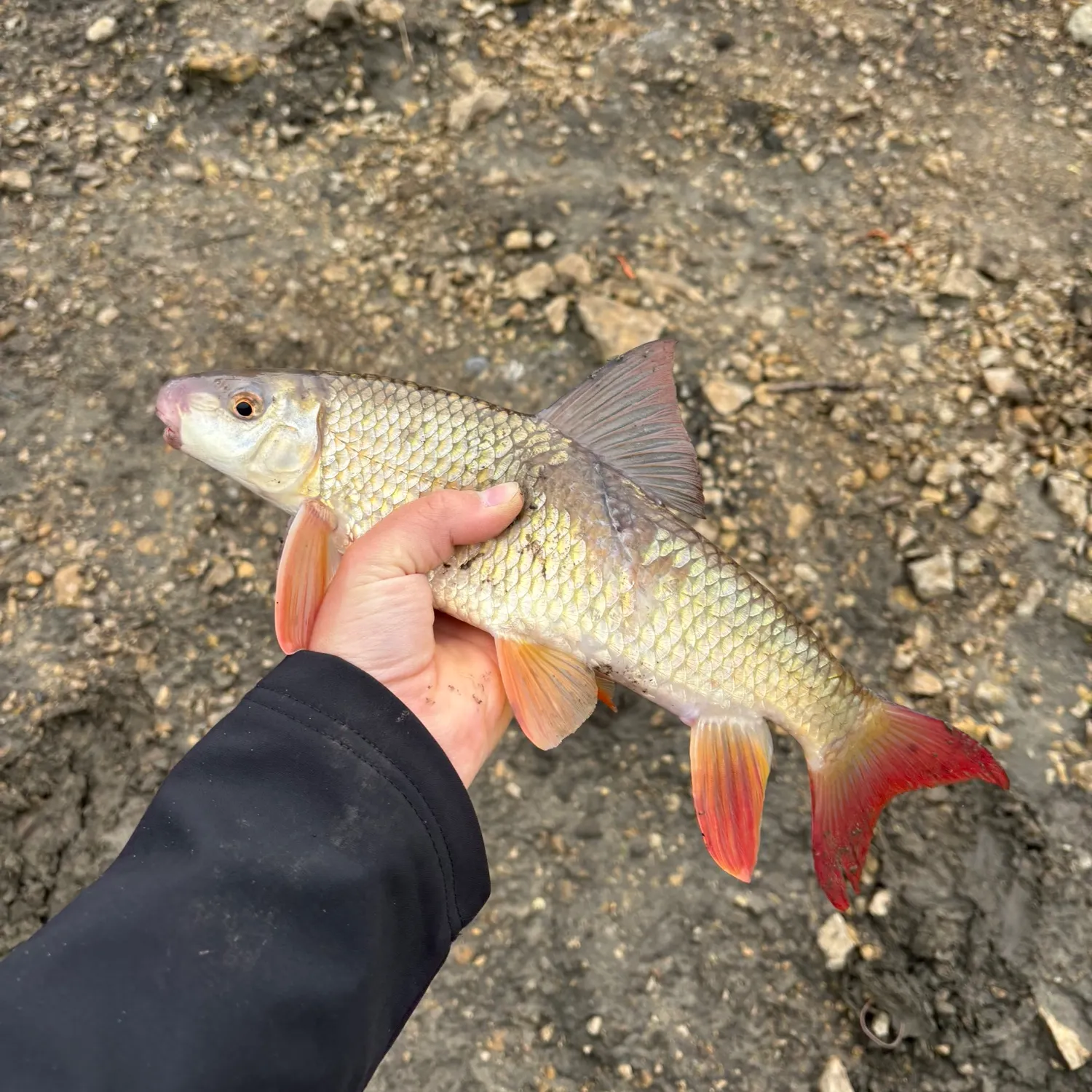 The most recent Shorthead redhorse catches on Fishbrain