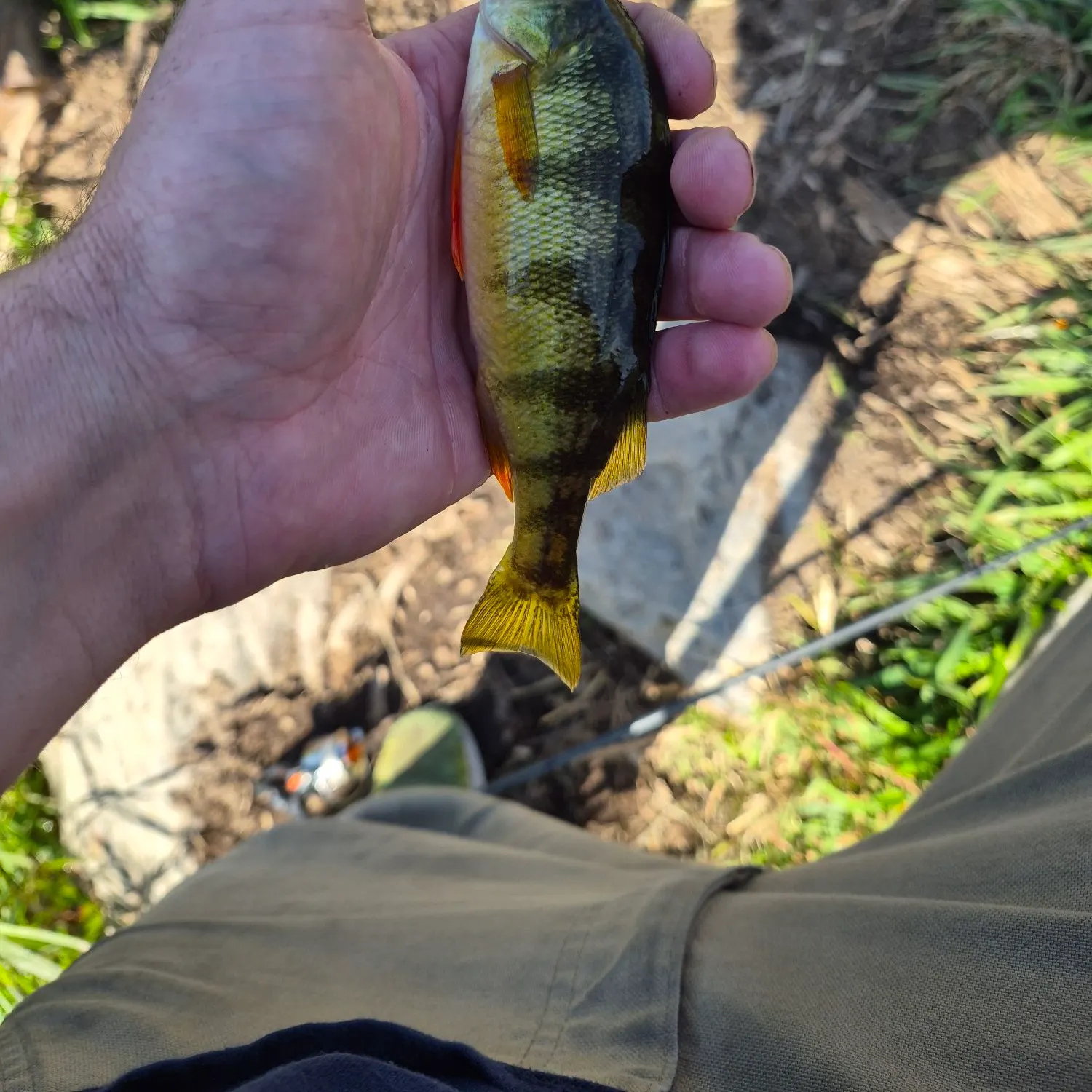 Yellow perch caught on Fishbrain