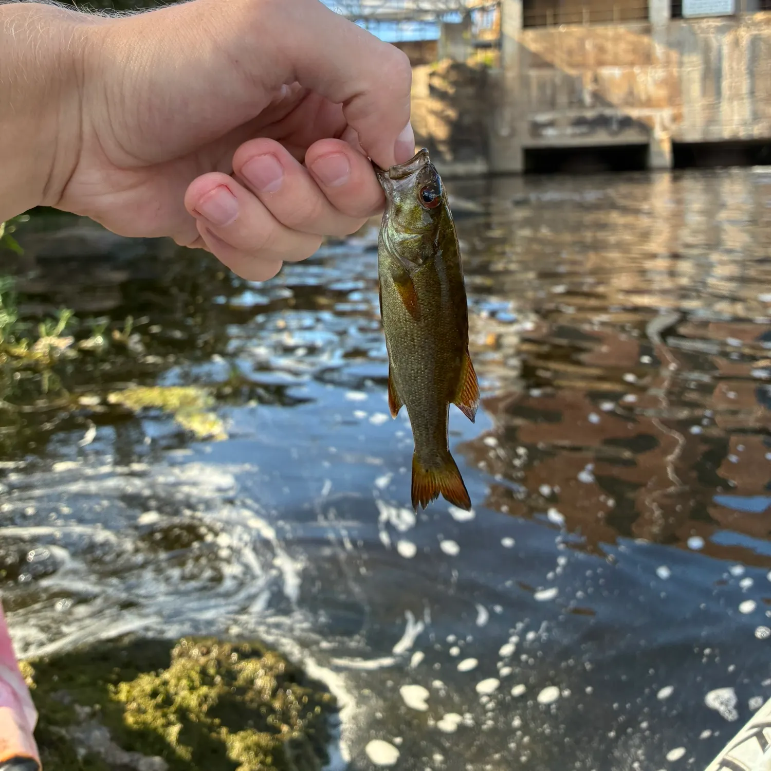 Smallmouth bass caught on Fishbrain