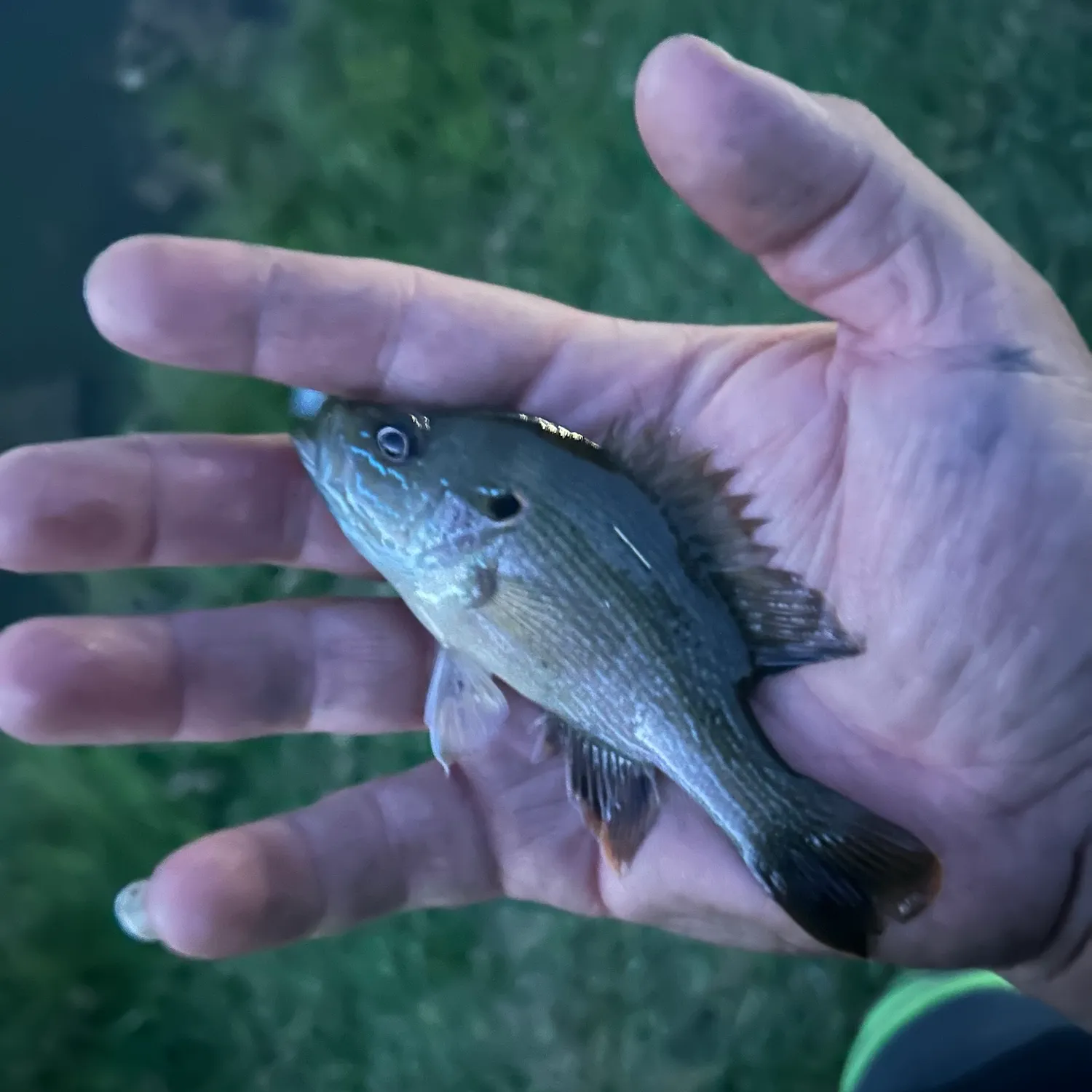 Green sunfish caught on Fishbrain
