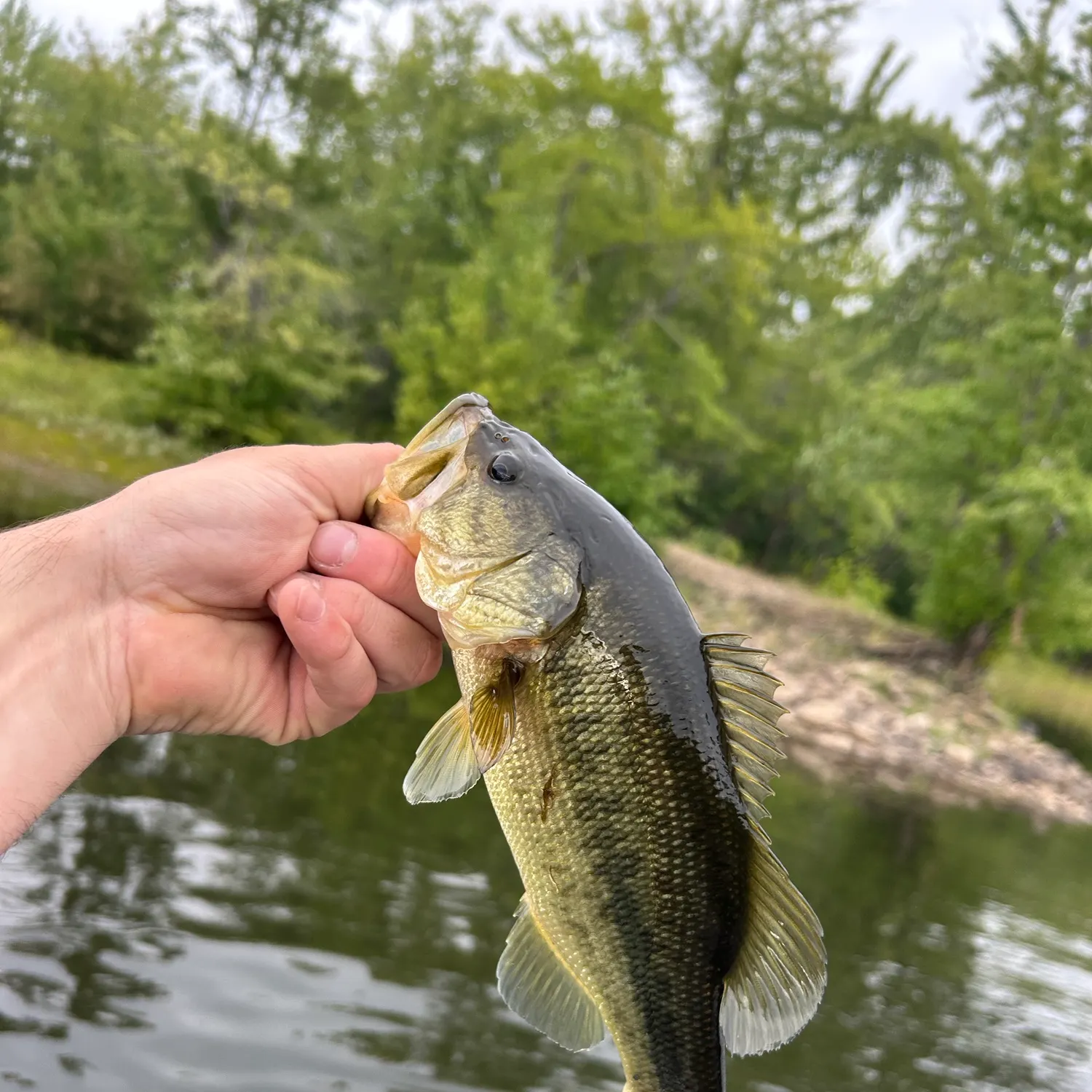 Largemouth bass caught on Fishbrain