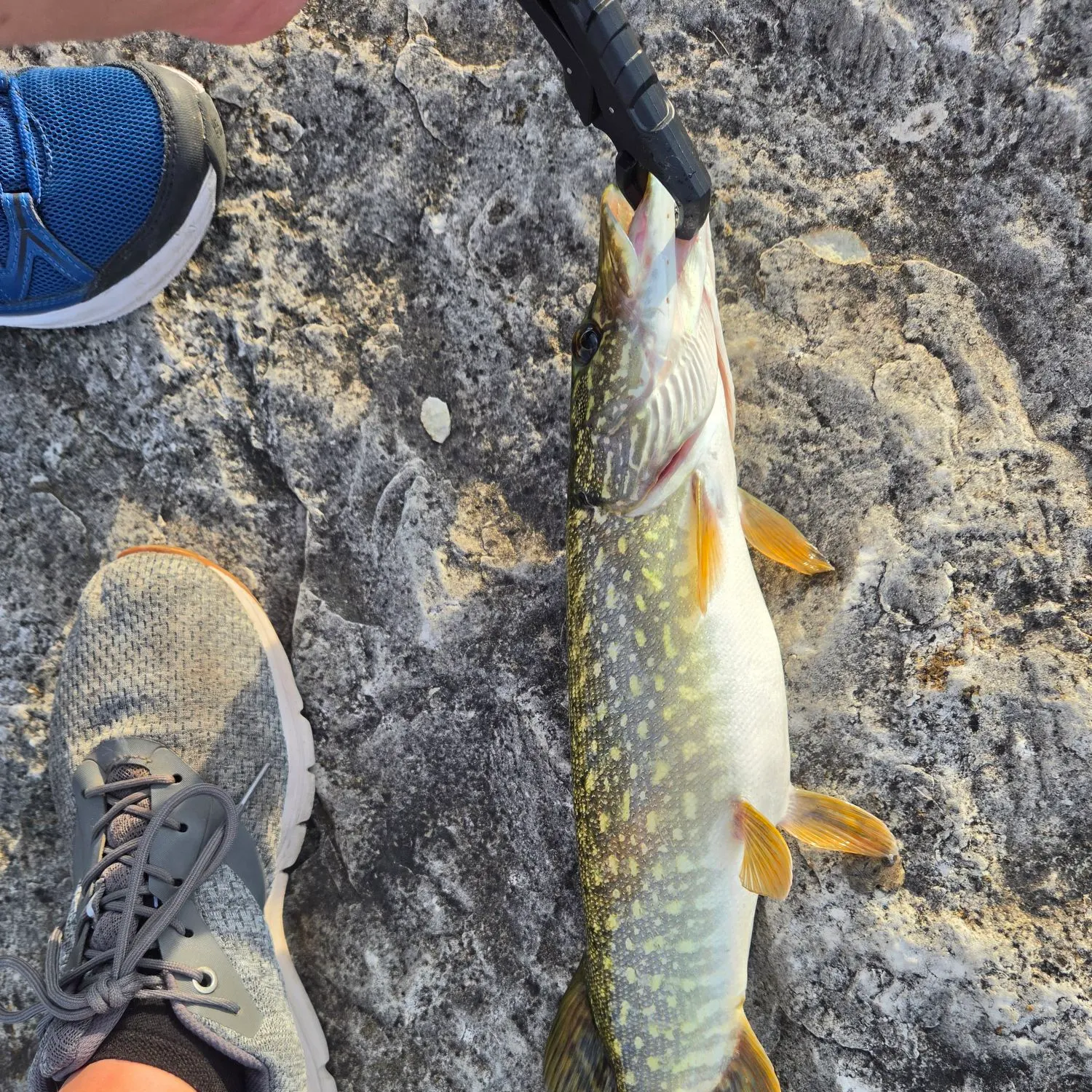 Northern pike caught on Fishbrain