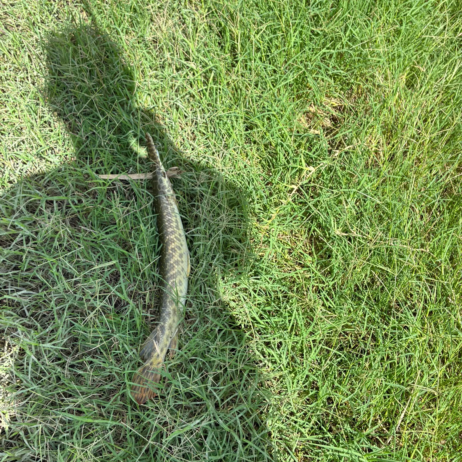 Spotted gar caught on Fishbrain