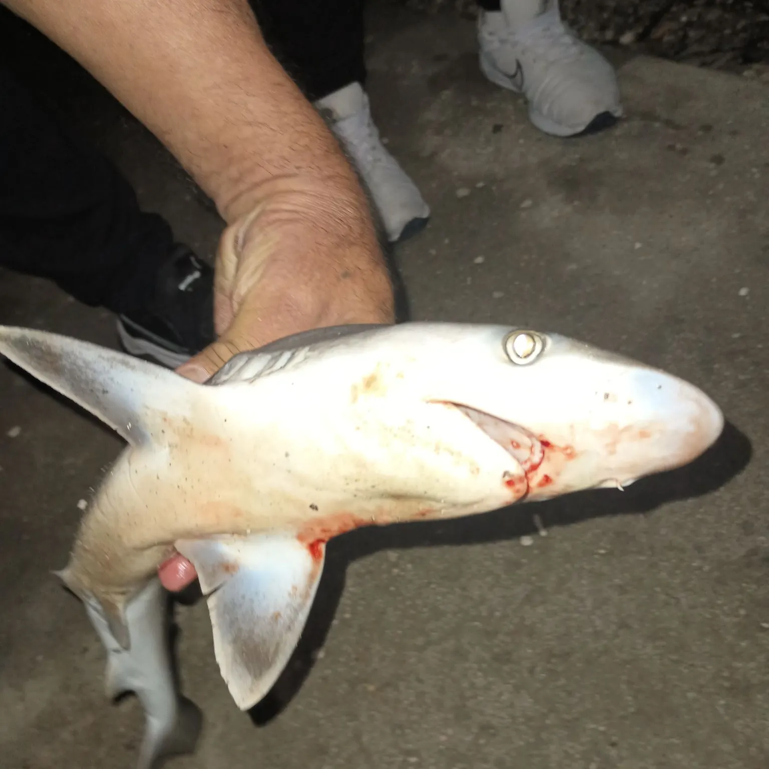 The most recent Silvertip shark catches on Fishbrain