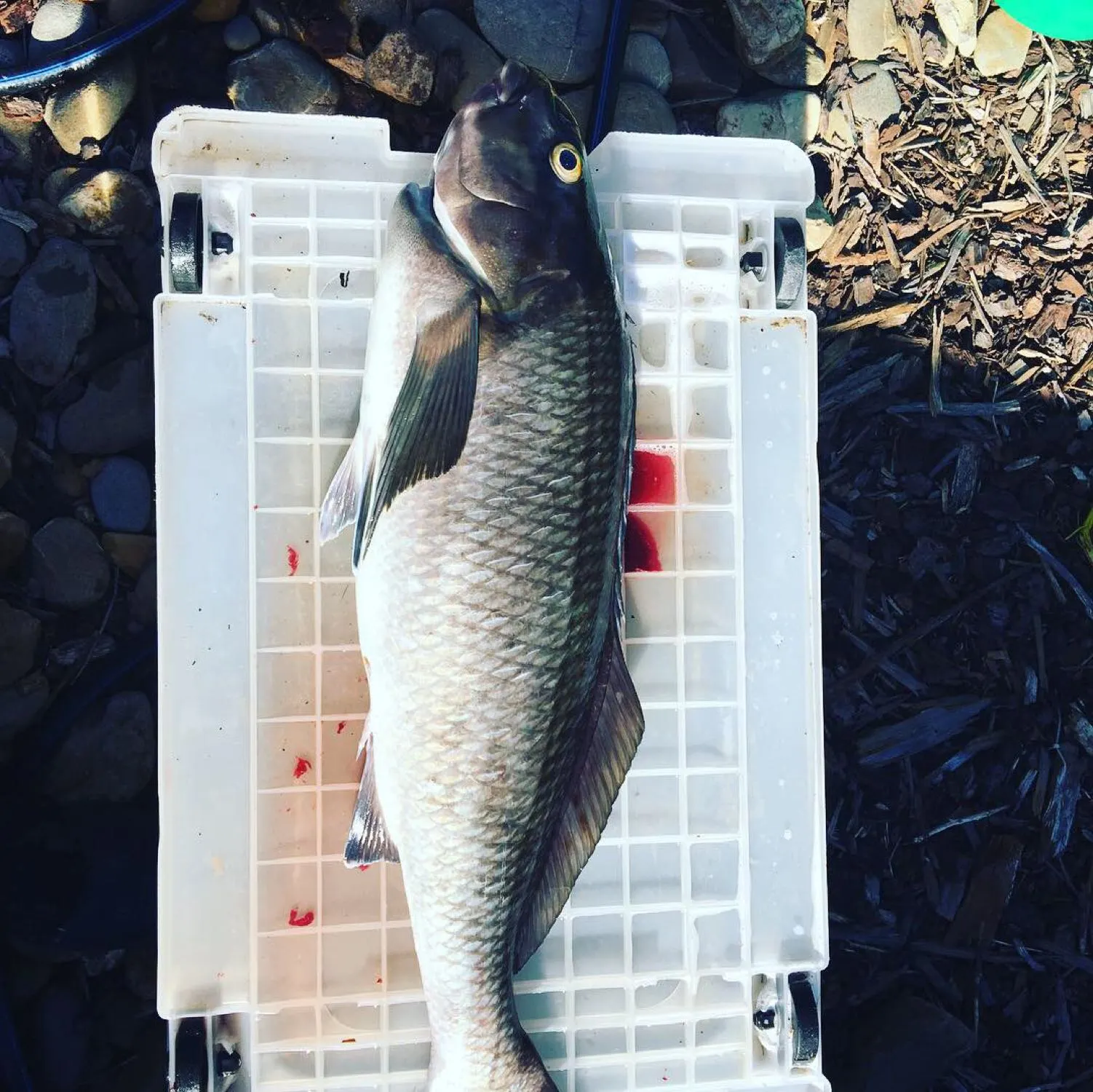 Post image from kbullock7052