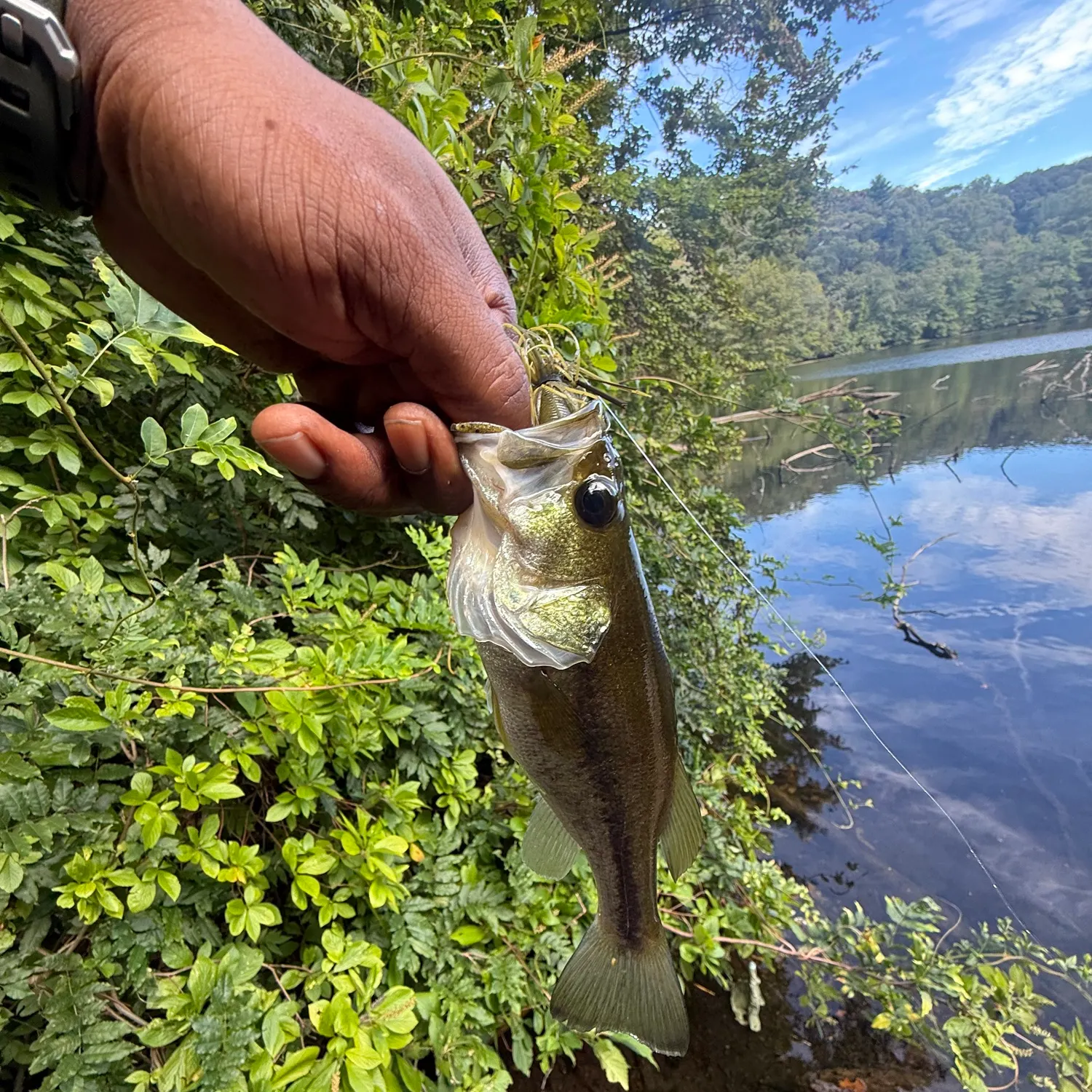 Largemouth bass caught on Fishbrain