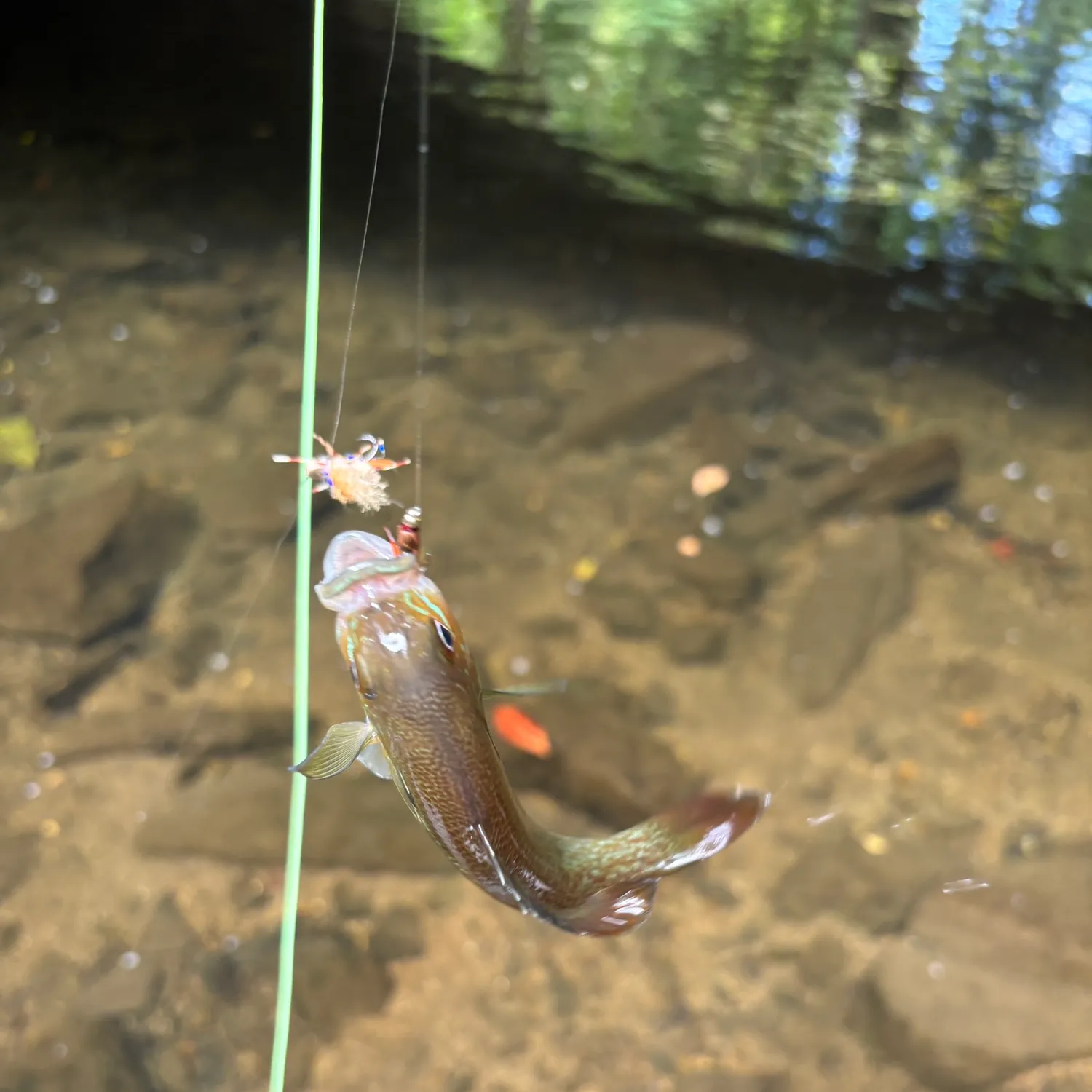 Redbreast sunfish caught on Fishbrain
