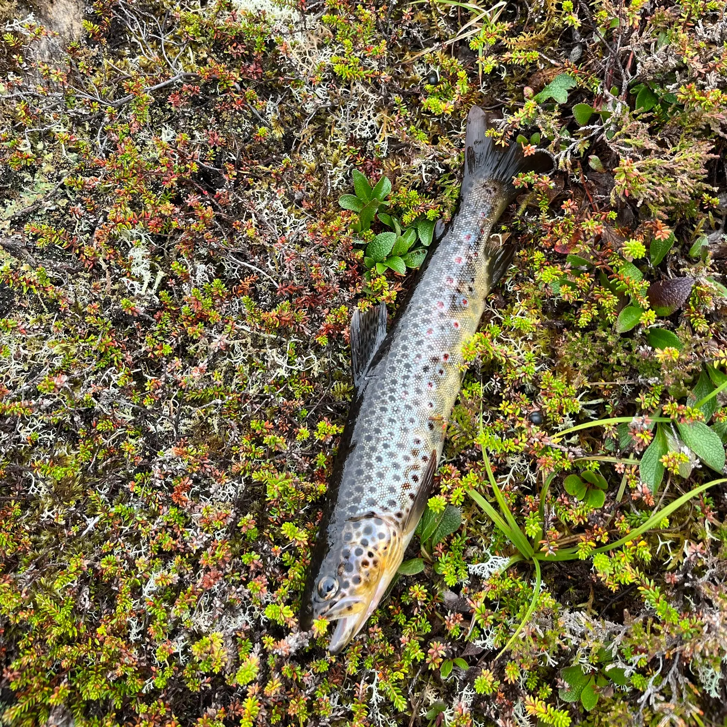 Brown trout caught on Fishbrain
