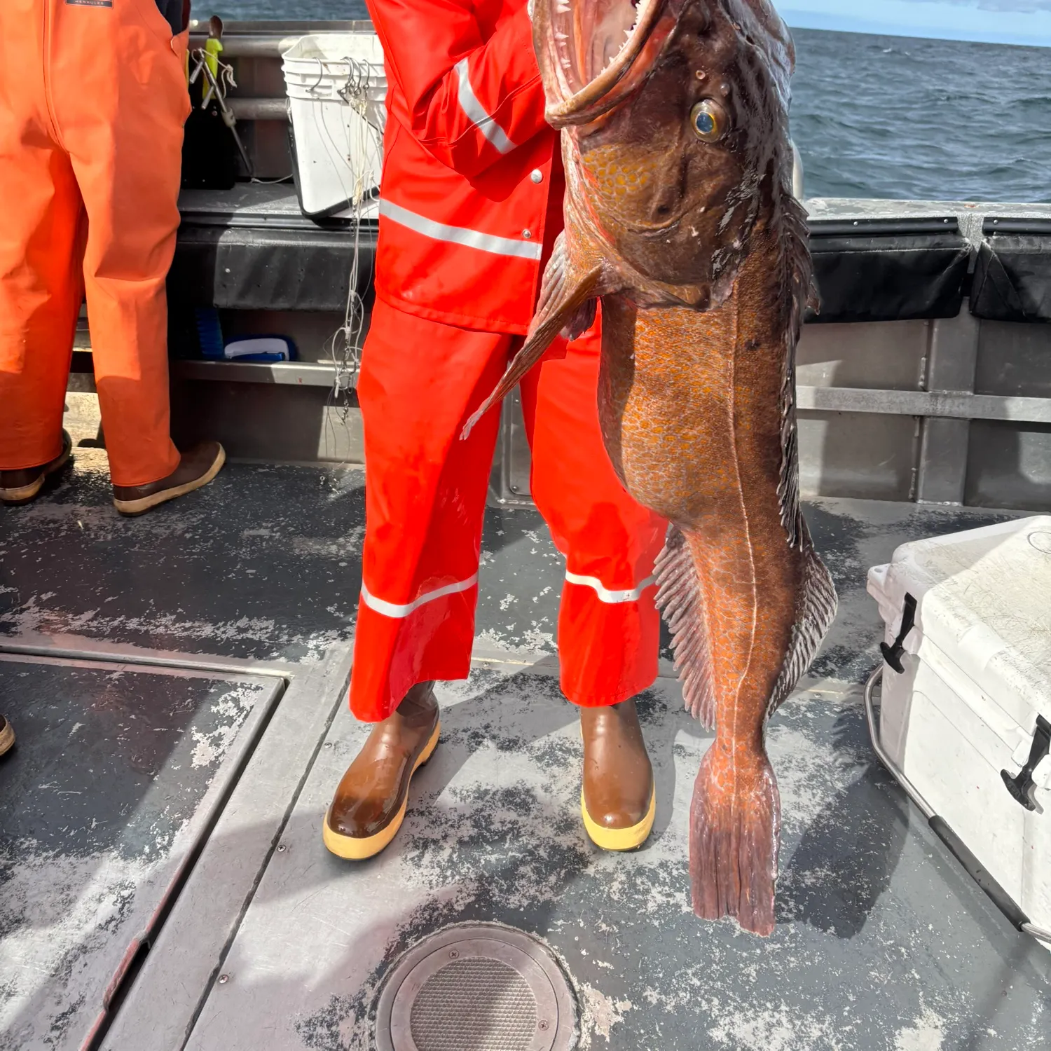 Lingcod caught on Fishbrain